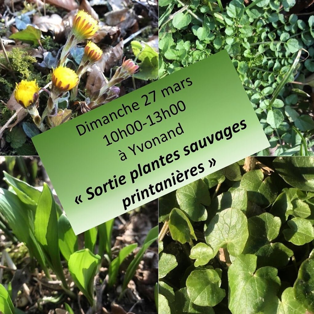 🌱La nature s&rsquo;est r&eacute;v&eacute;l&eacute;e! Allons d&eacute;couvrir quelque-uns des tr&eacute;sors sauvages dont elle regorge 🤩
Dimanche 28 mars, partez avec @cueillettes_sauvages &agrave; la rencontre des principales plantes sauvages come