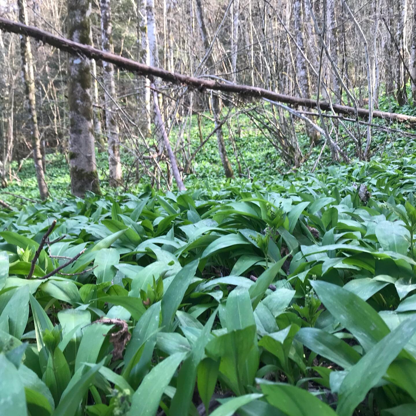 Magnifique for&ecirc;t d&rsquo;ail des ours🤩 Une super plante comestible qui aurait aussi &eacute;t&eacute; tr&egrave;s appr&eacute;ci&eacute;e par les ourses d&rsquo;o&ugrave; son nom latin &ldquo;Alliumu ursinum&rdquo; Allium = 🧄 ursus = 🐻. Apr&