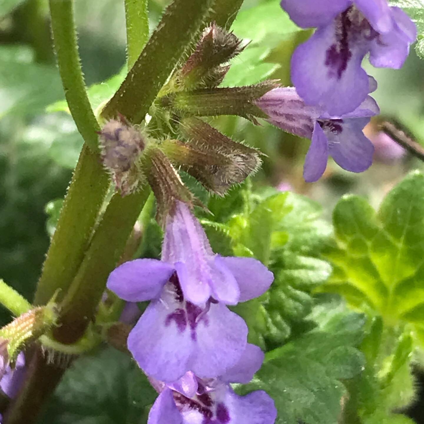 Le Lierre terrestre (Glechoma hederacea) aime la fra&icirc;cheur des lieux mi-ombrag&eacute;. Il y pousse alors en abondance et nous invite &agrave; l&rsquo;introduire dans nos pr&eacute;parations culinaires et nos tisanes. Cette plante de la m&ecirc