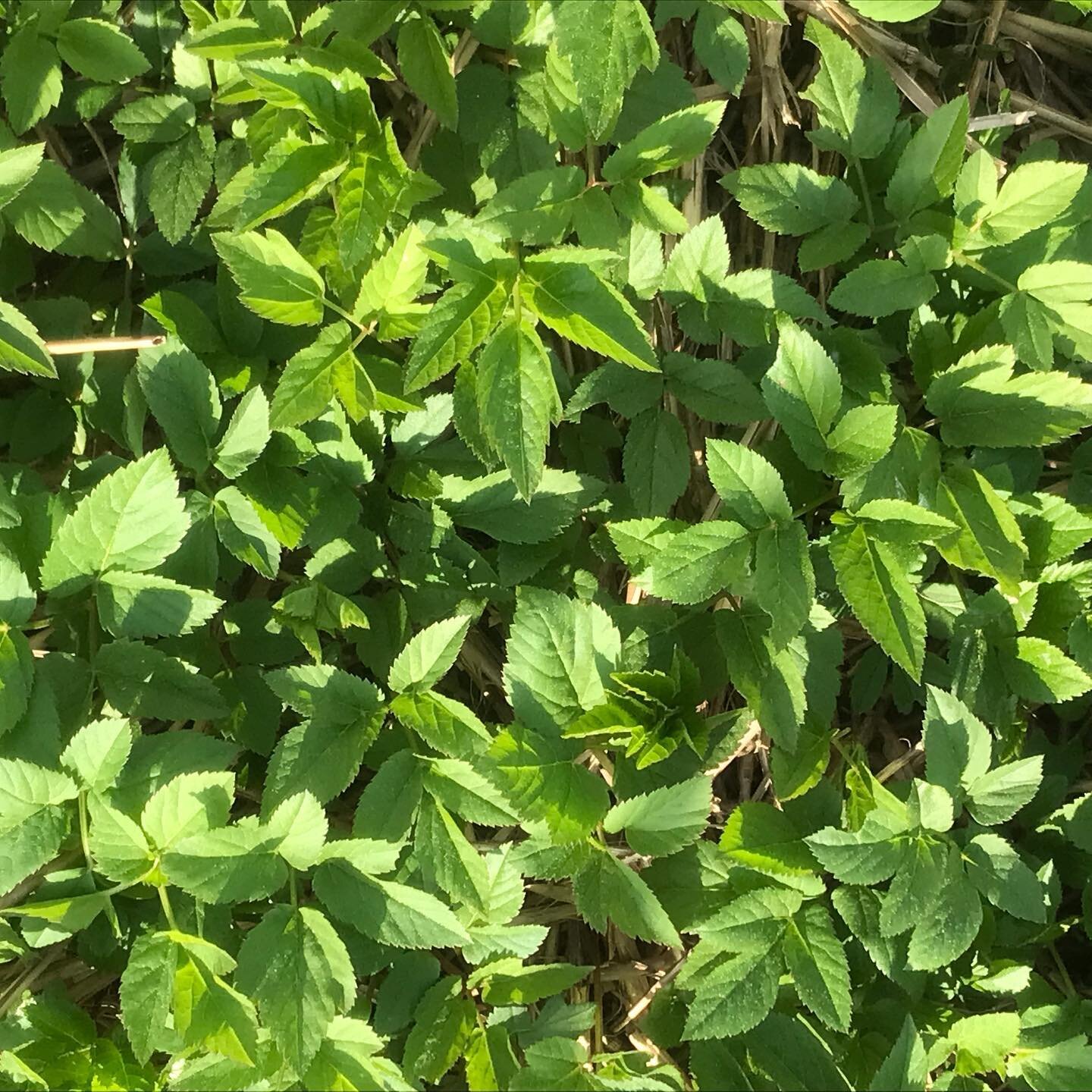 Autrefois cultiv&eacute; dans nos jardin, l&rsquo;Aegopode en a &eacute;t&eacute; chass&eacute; car son &ldquo;caract&egrave;re&rdquo; envahissant n&rsquo;est pas toujours &eacute;vident &agrave; int&eacute;grer dans l&rsquo;&eacute;quilibre du potag