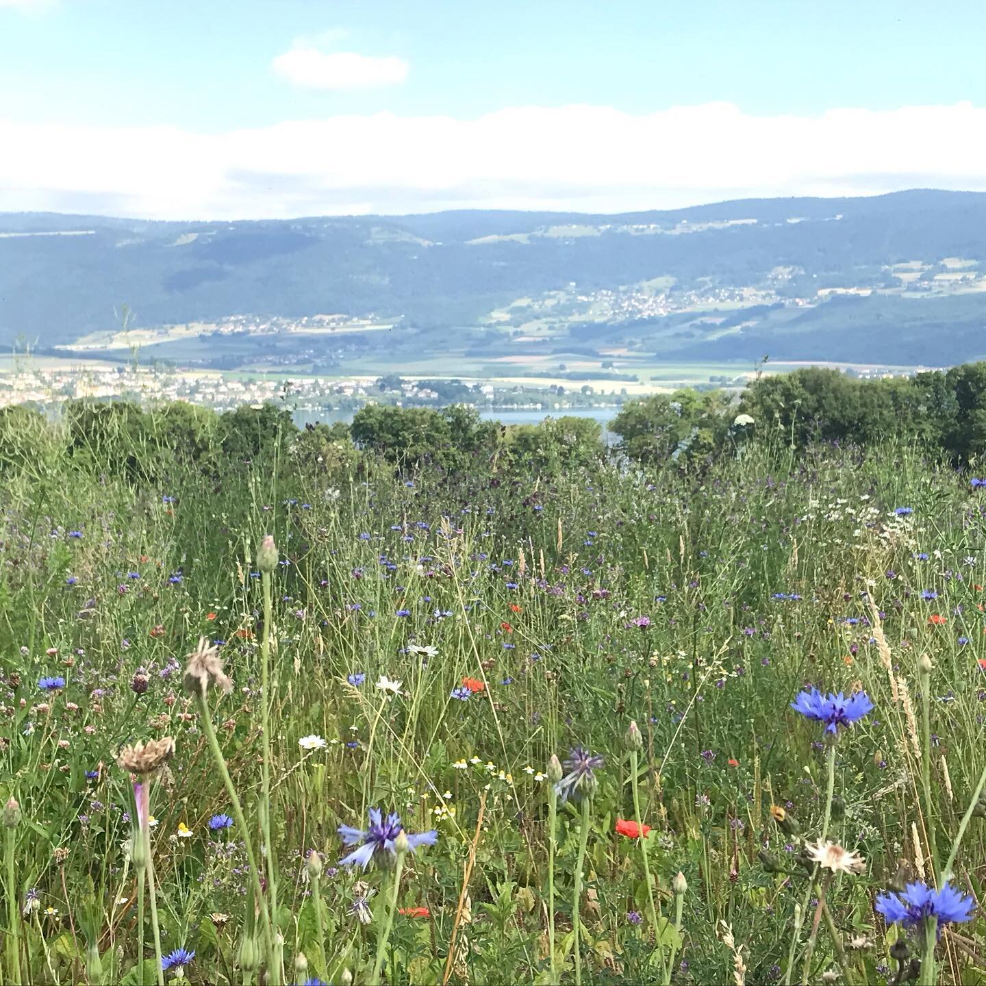 Ce matin, j&rsquo;ai pass&eacute; un moment magique entour&eacute;e de merveilleuses plantes, d&rsquo;insectes et d&rsquo;oiseaux. Une cueillette m&eacute;ditative de m&eacute;lilot, bleuet, camomille et coquelicots. 🙏 Dame Nature pour cette richess