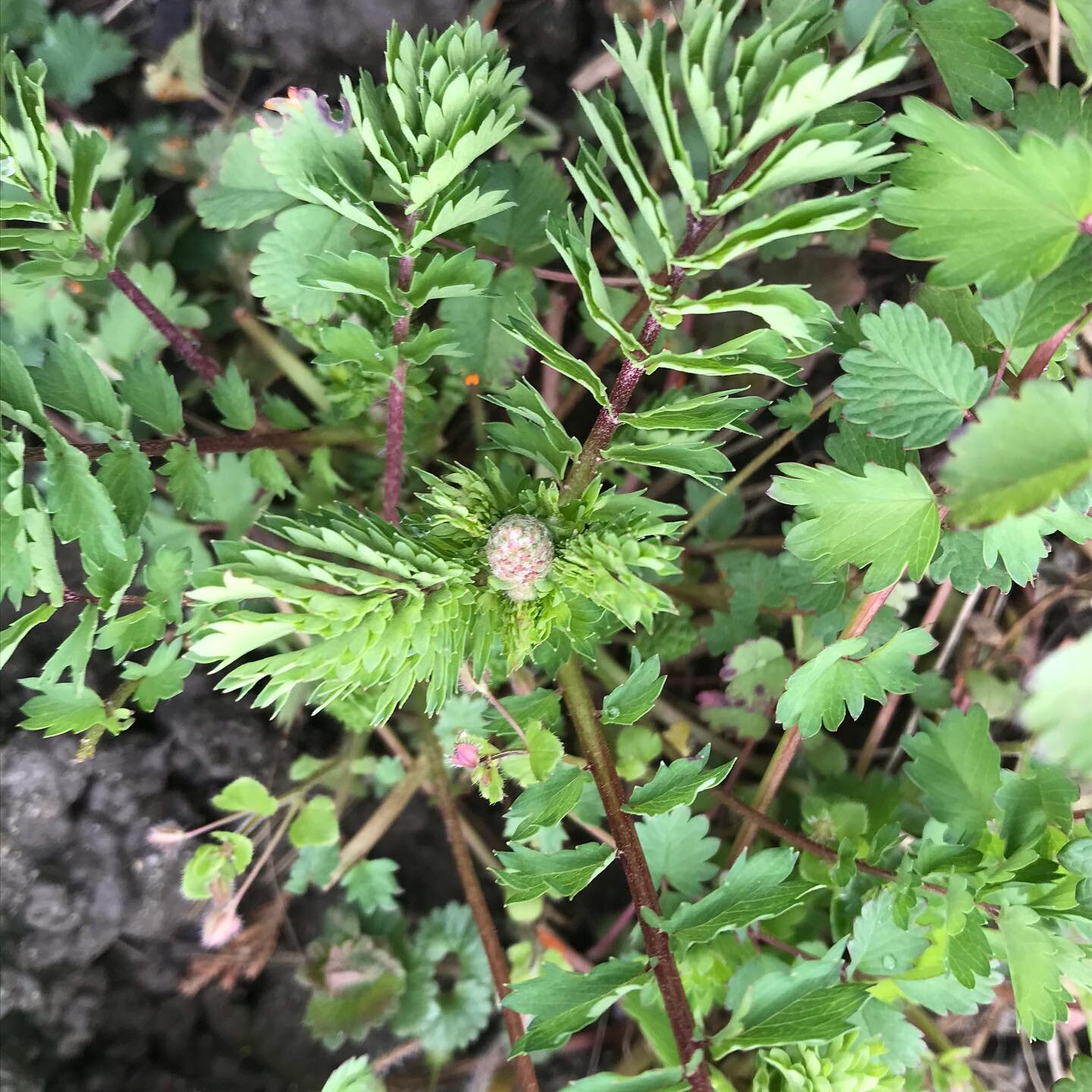 Tsatziki local avant la saison d&rsquo;&eacute;t&eacute; ? 
C&rsquo;est possible gr&acirc;ce &agrave; la petite pimprenelle (Sanguisorba minor) 🥰
Cette jolie plante herbac&eacute;e de la famille des rosac&eacute;e &eacute;tait autrefois couramment c