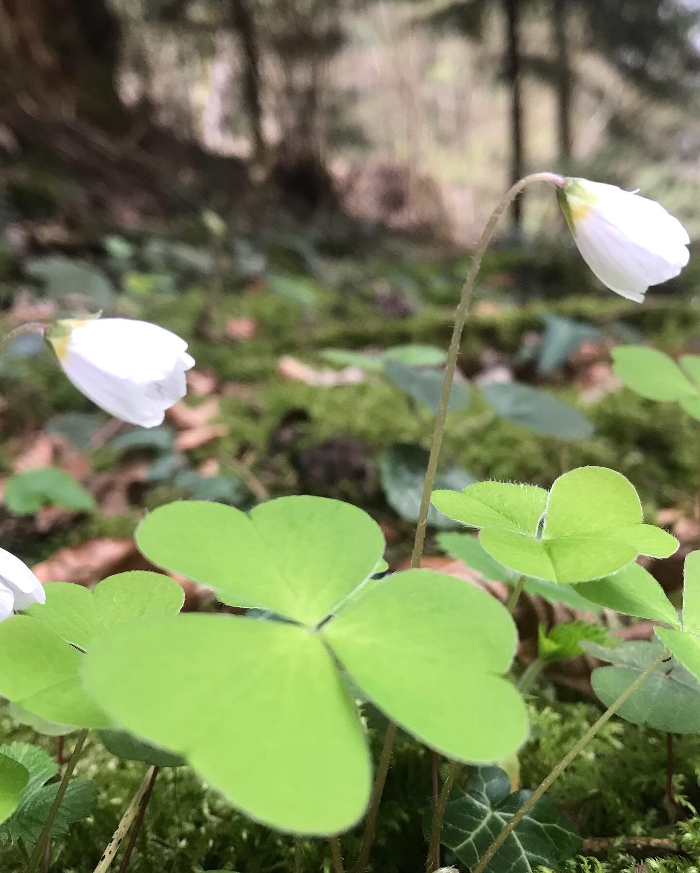 Oxalis, Gaillet, Cardamine des pr&egrave;s 🌱Chaque cueillette &hellip; un &eacute;merveillement 🙏 Merci Dame Nature pour ces tr&eacute;sors qui nourrissent bien plus que mon estomac &hearts;️ #plantessauvagescomestibles #plantessauvages #mangersain