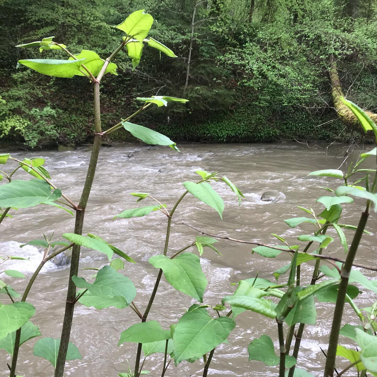 La renou&eacute;e du Japon, cette plante fut initialement import&eacute;e d&rsquo;Asie. Elle fait aujourd&rsquo;hui partie des n&eacute;ophytes identifi&eacute;e comme probl&eacute;matique et figure sur la liste noire des esp&egrave;ces invasives. Il