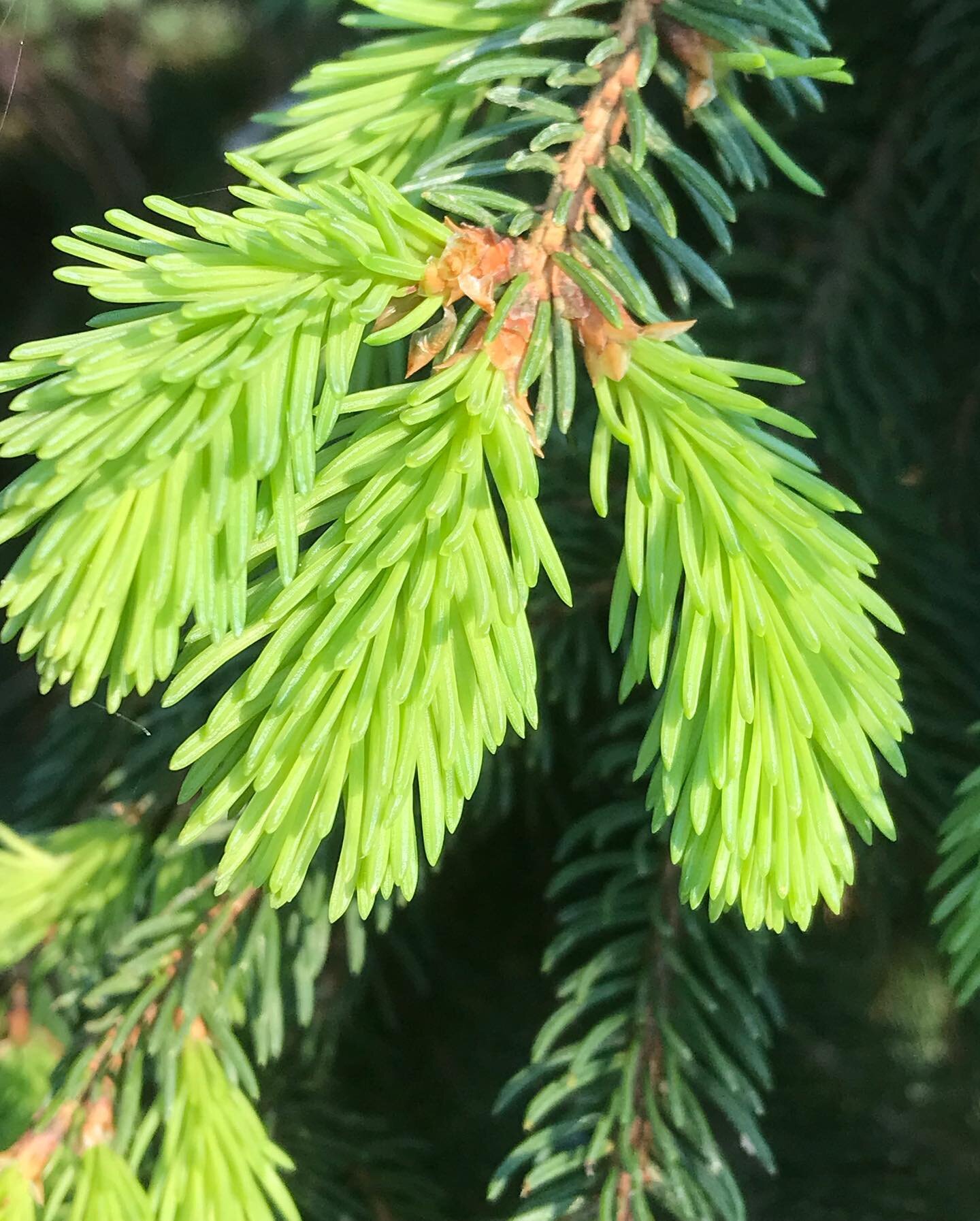 Bourgeons d&rsquo;&eacute;pic&eacute;a, ils sont si tendres et verdoyants, d&eacute;licieusement parfum&eacute;s et acidul&eacute;s 🥰
 
‼️Mais attention ‼️soyez prudent lors de votre cueillette et ne pr&eacute;laver que quelques bourgeons par arbre 