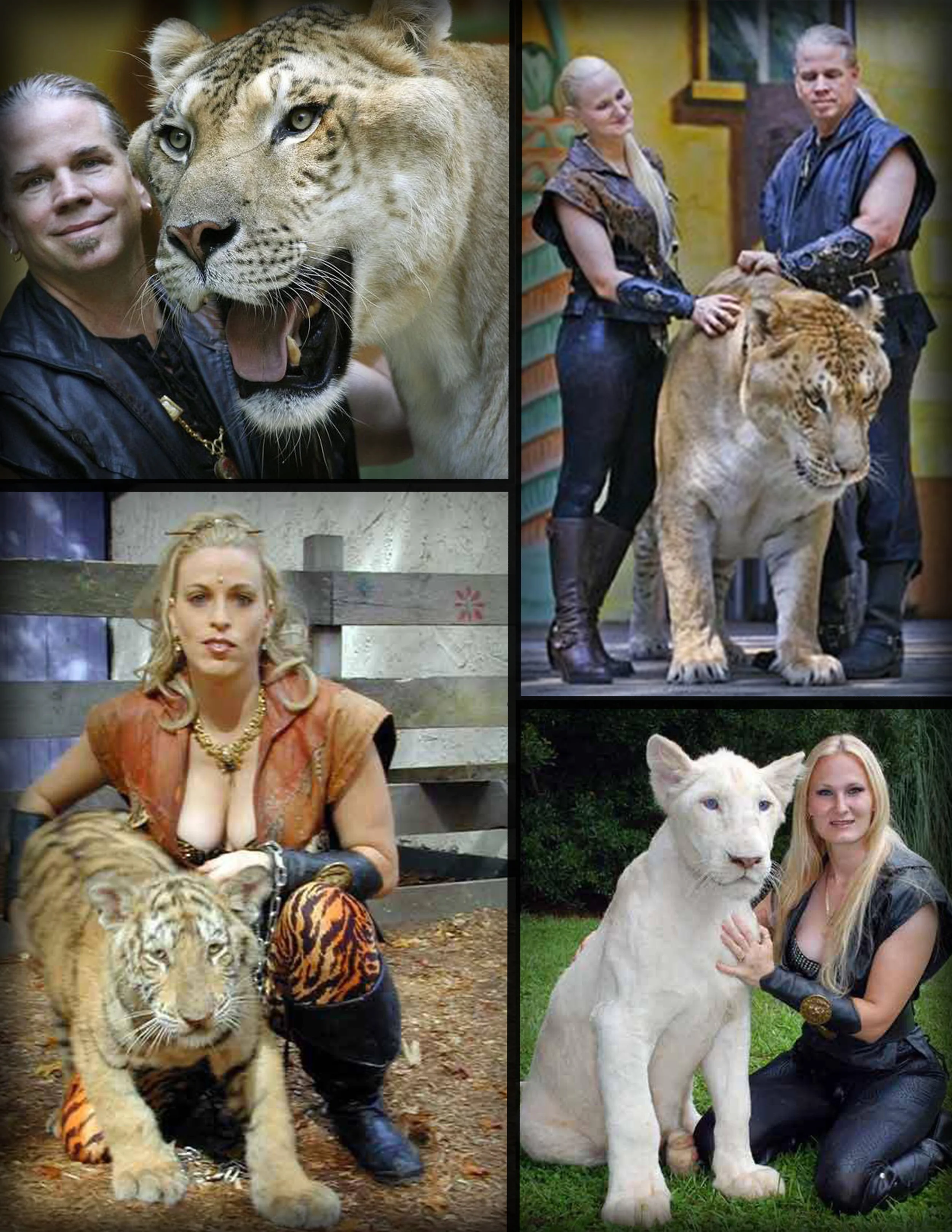 2017 MT bigcats.jpg