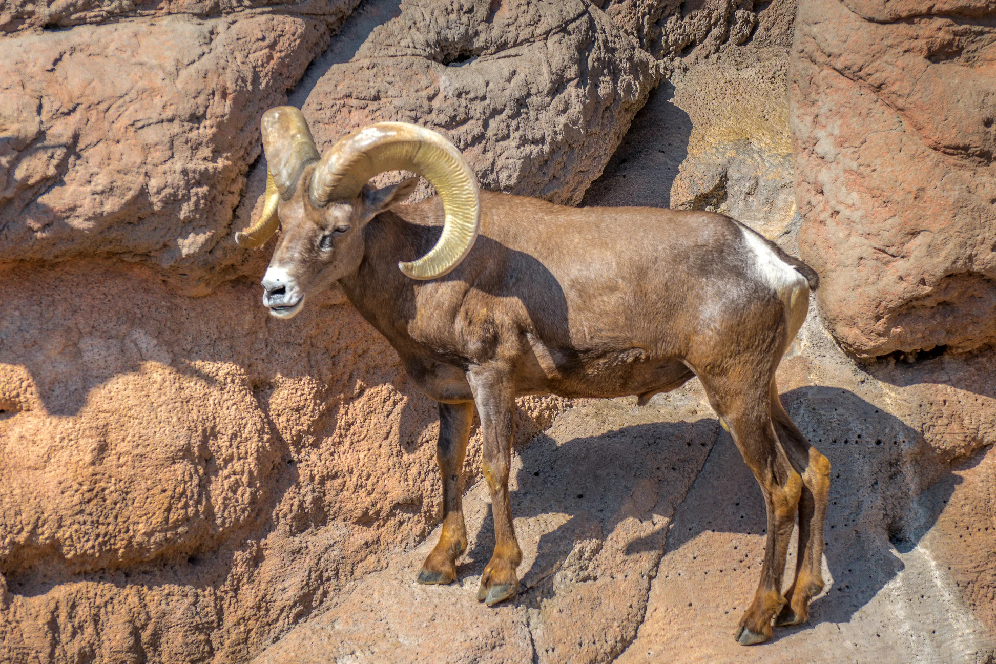 Bighorn Sheep Ram