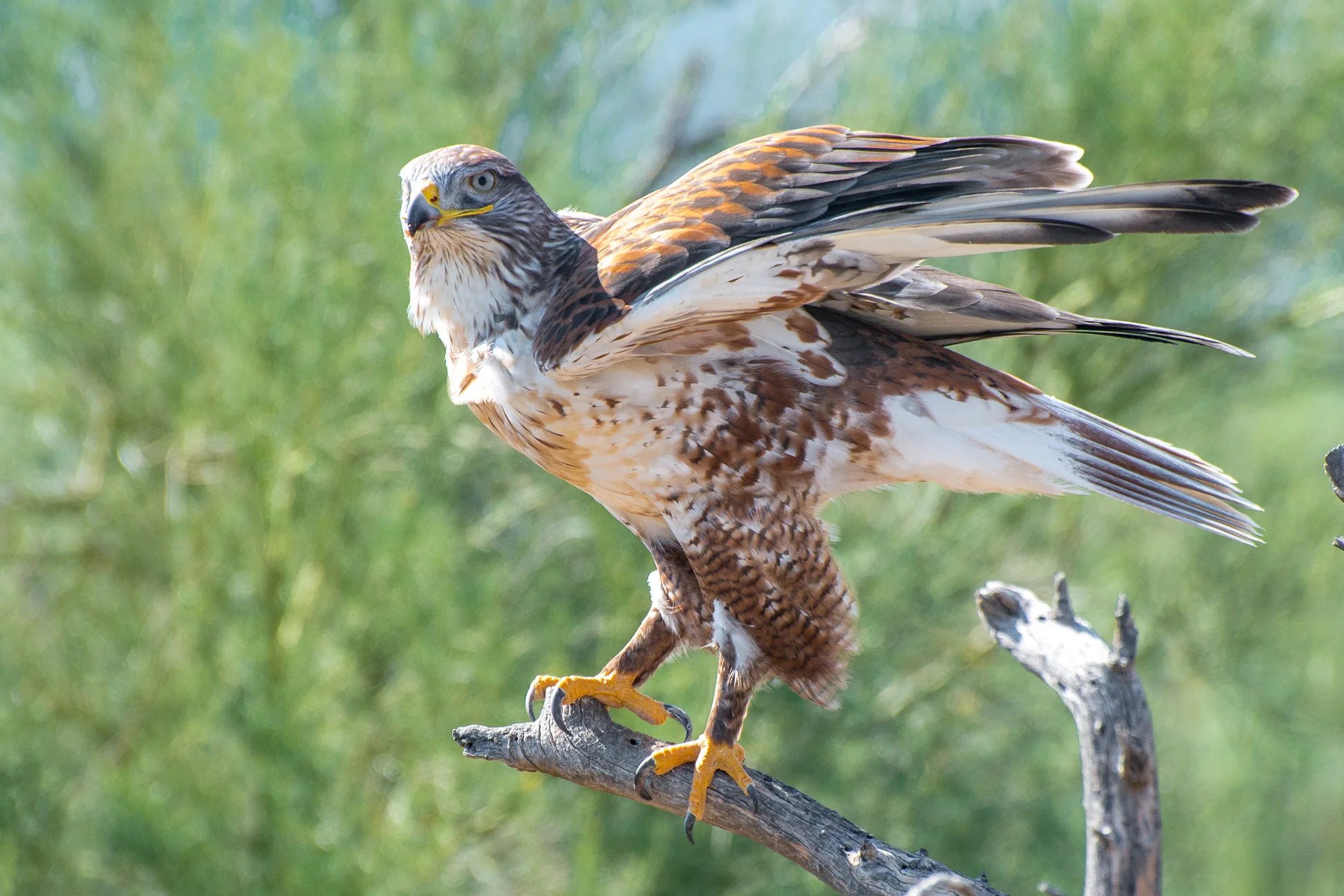 Ferrigunious Hawk
