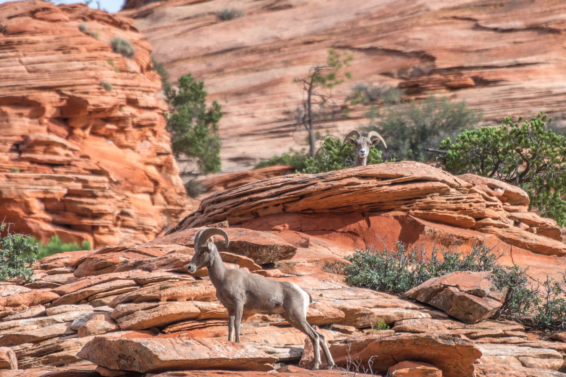 Bighorn Sheep on Zion Cliffs