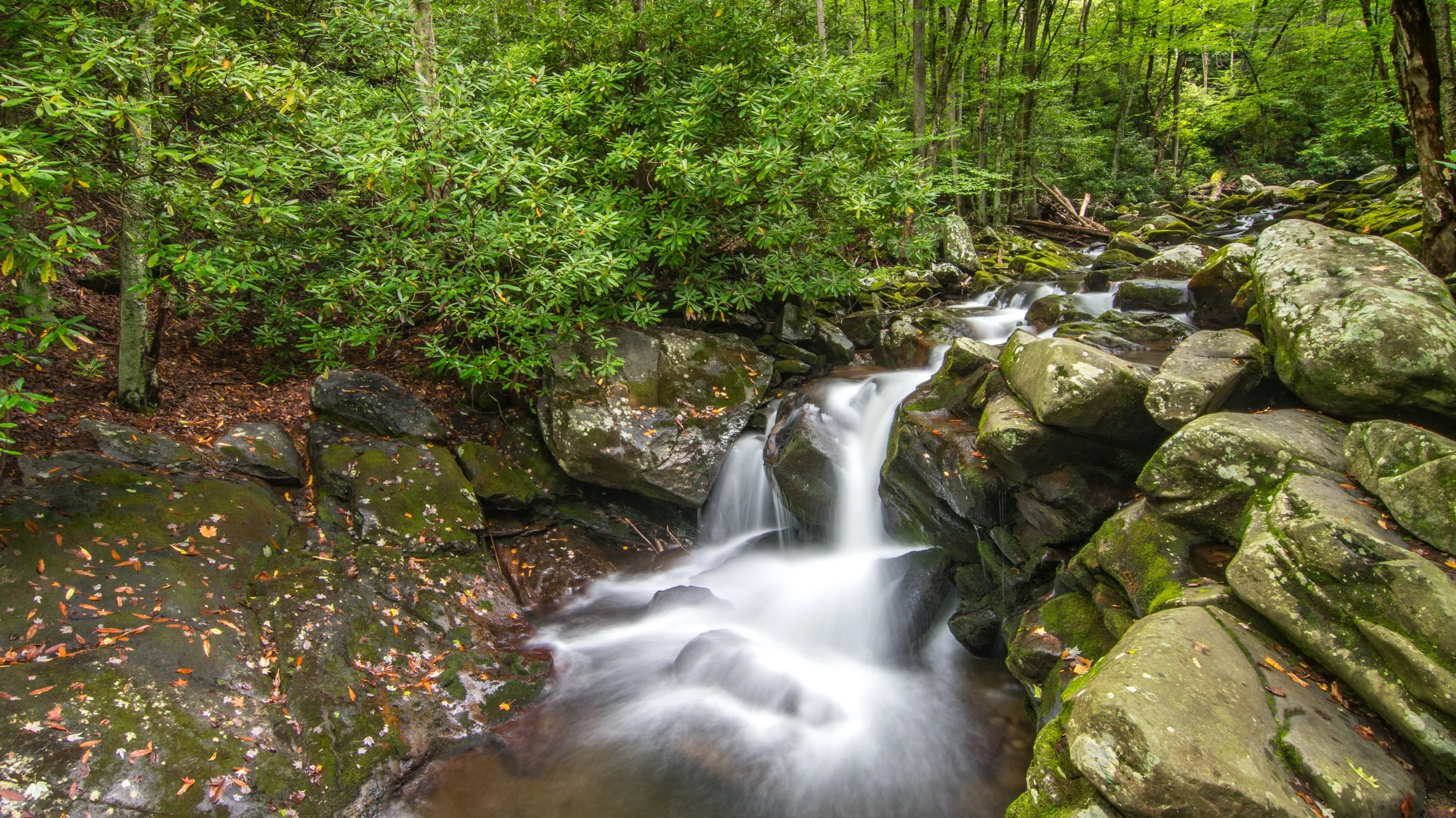 Treemont Area - Falls on Lynn Camp Prong