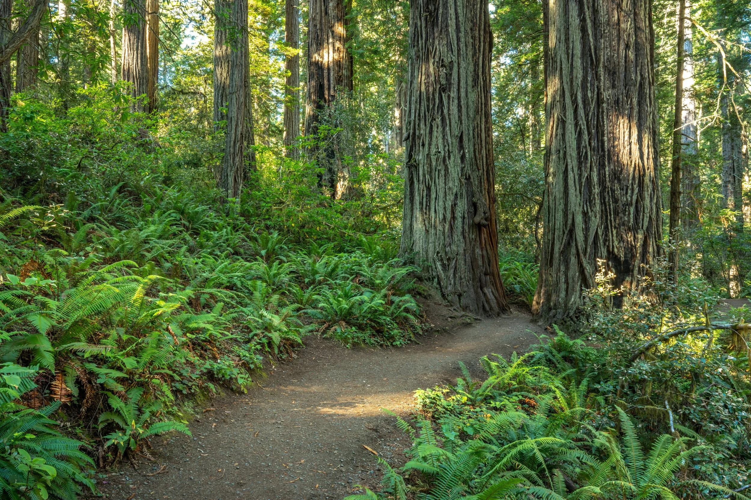 Lady Bird Johnson Grove