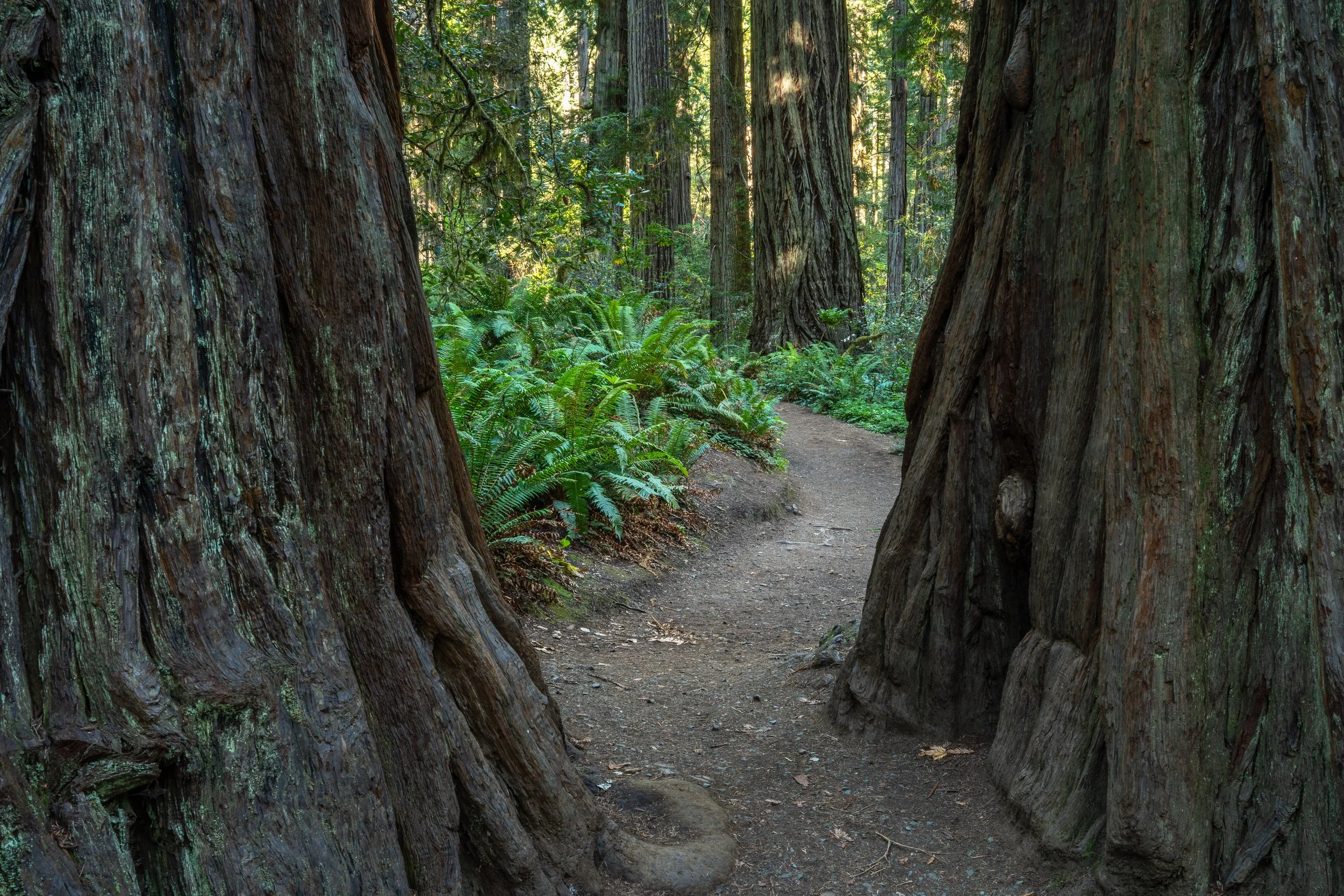Lady Bird Johnson Grove