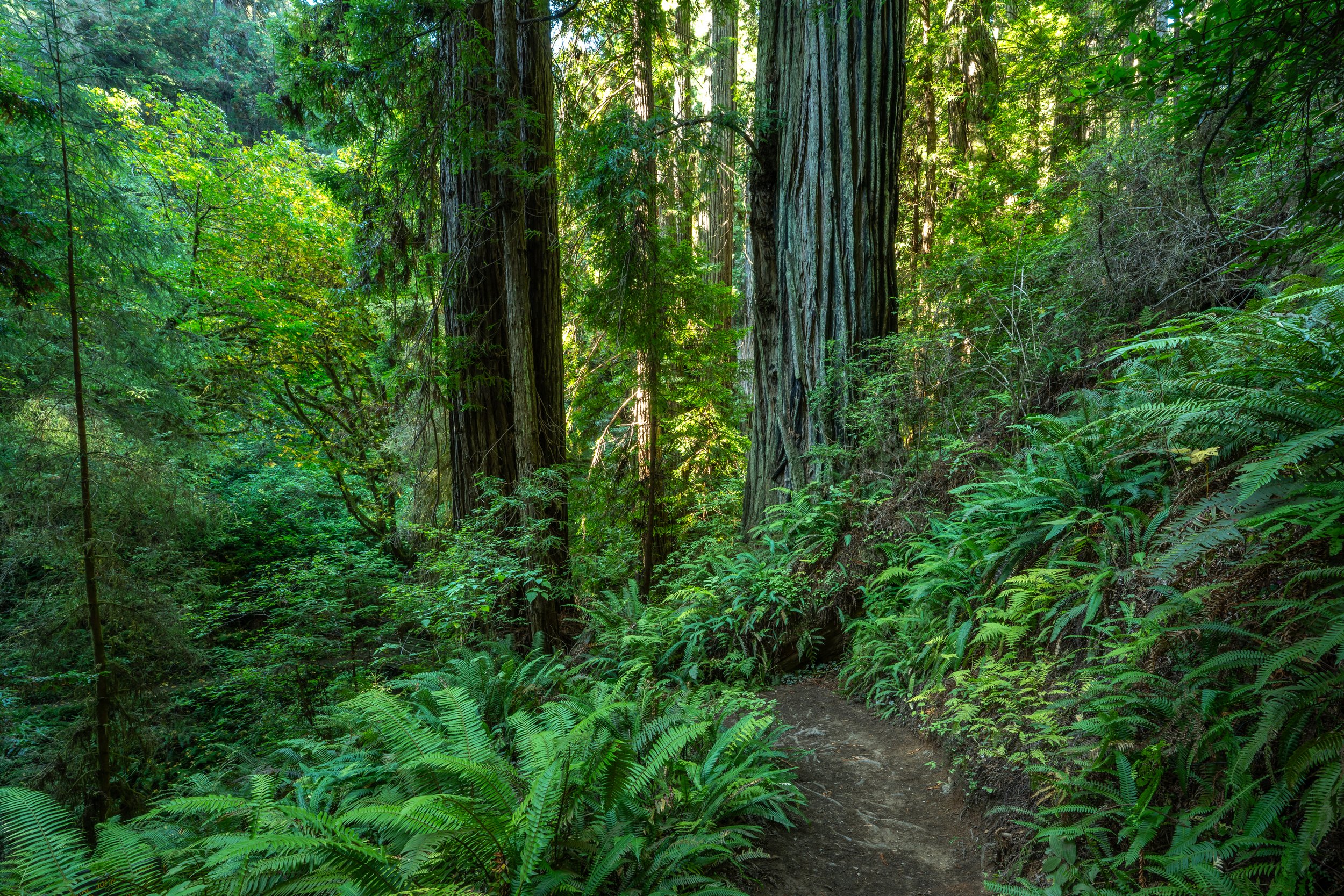 Trillium Falls Trail