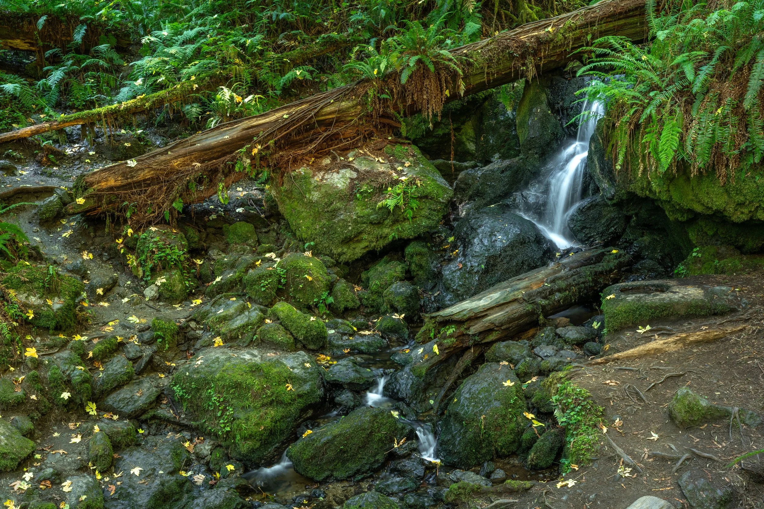 Trillium Falls