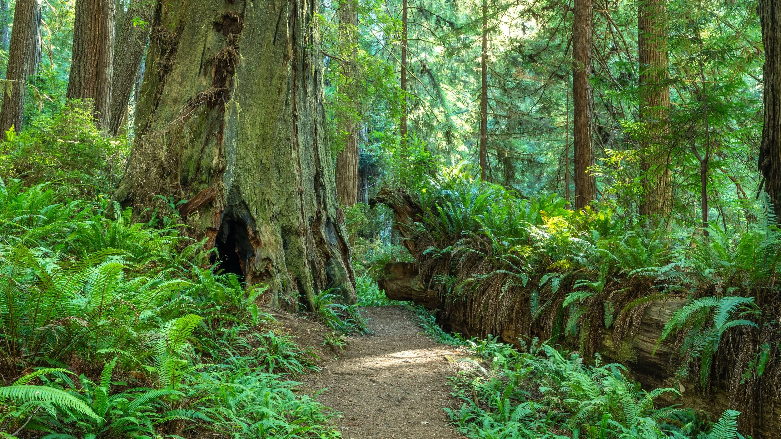 Brown Creek Trail