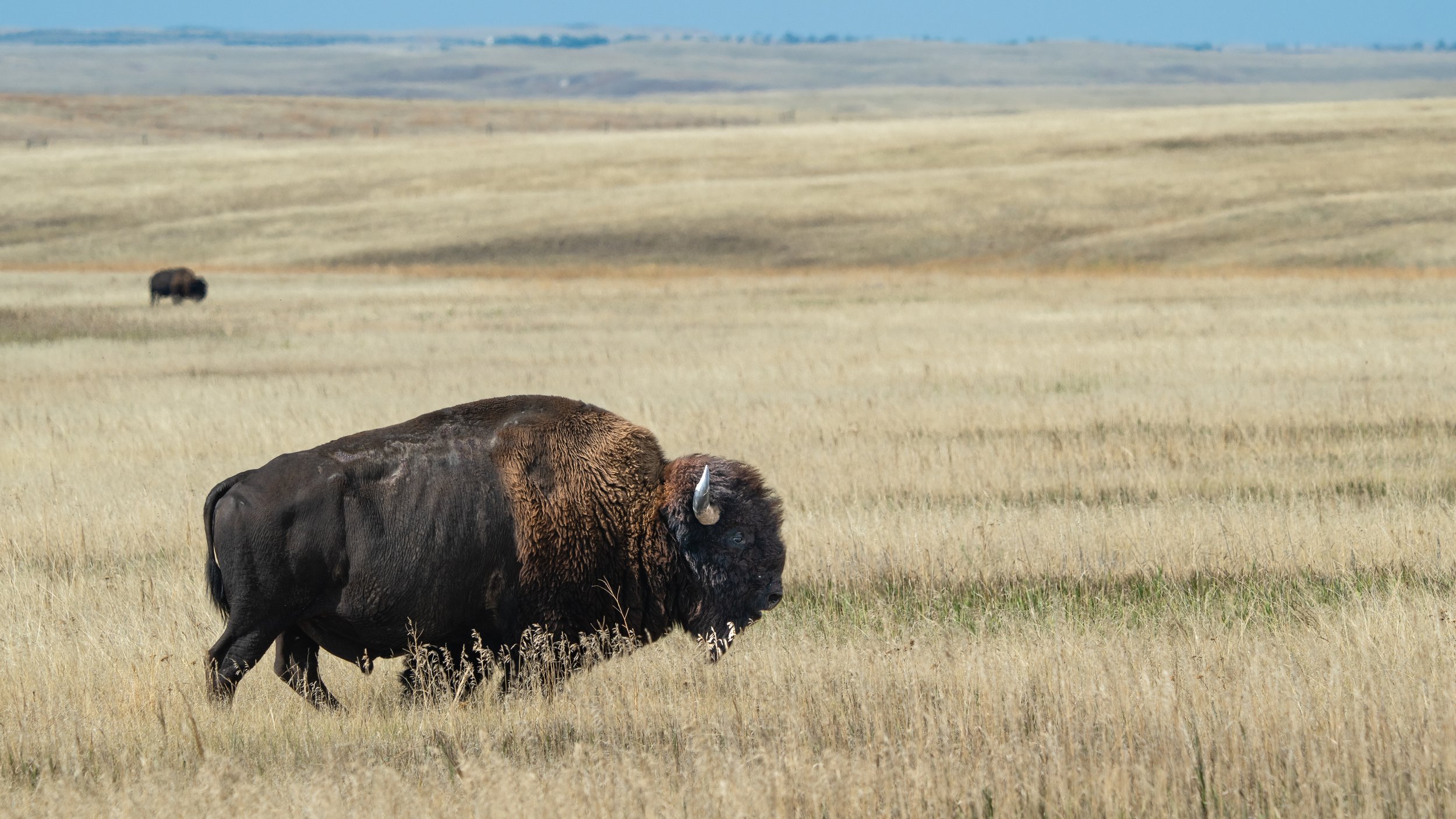 Bison on Rim Road