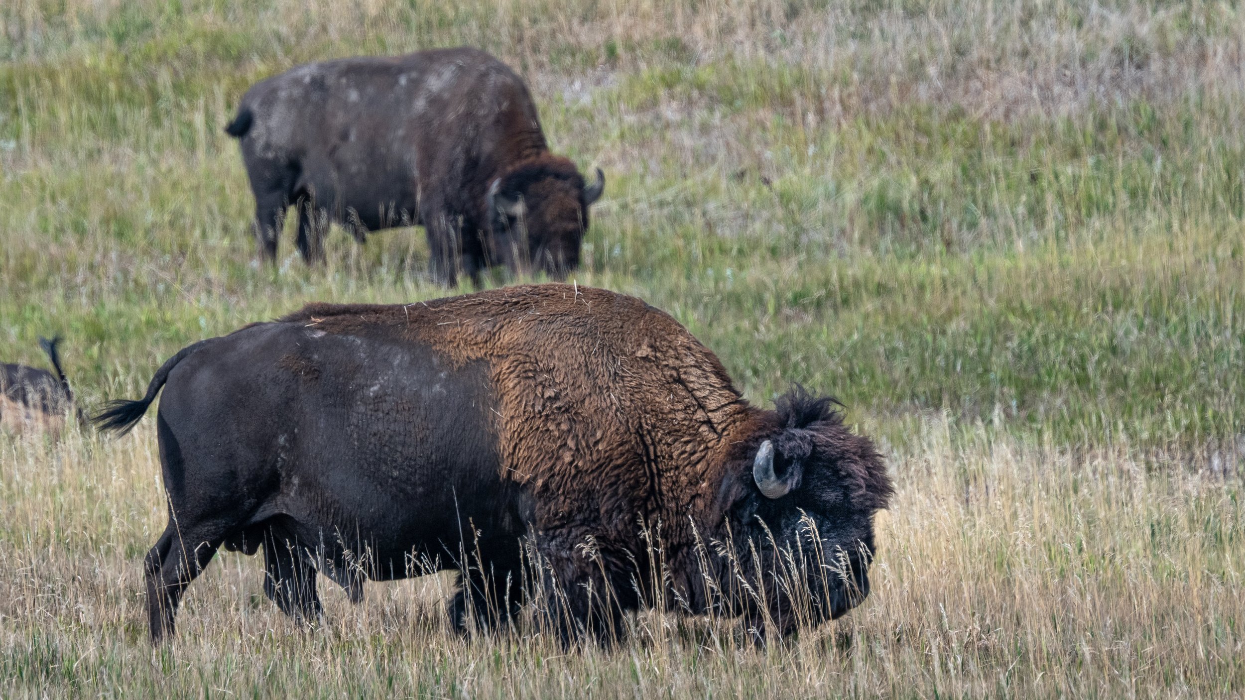 Bison on Rim Road