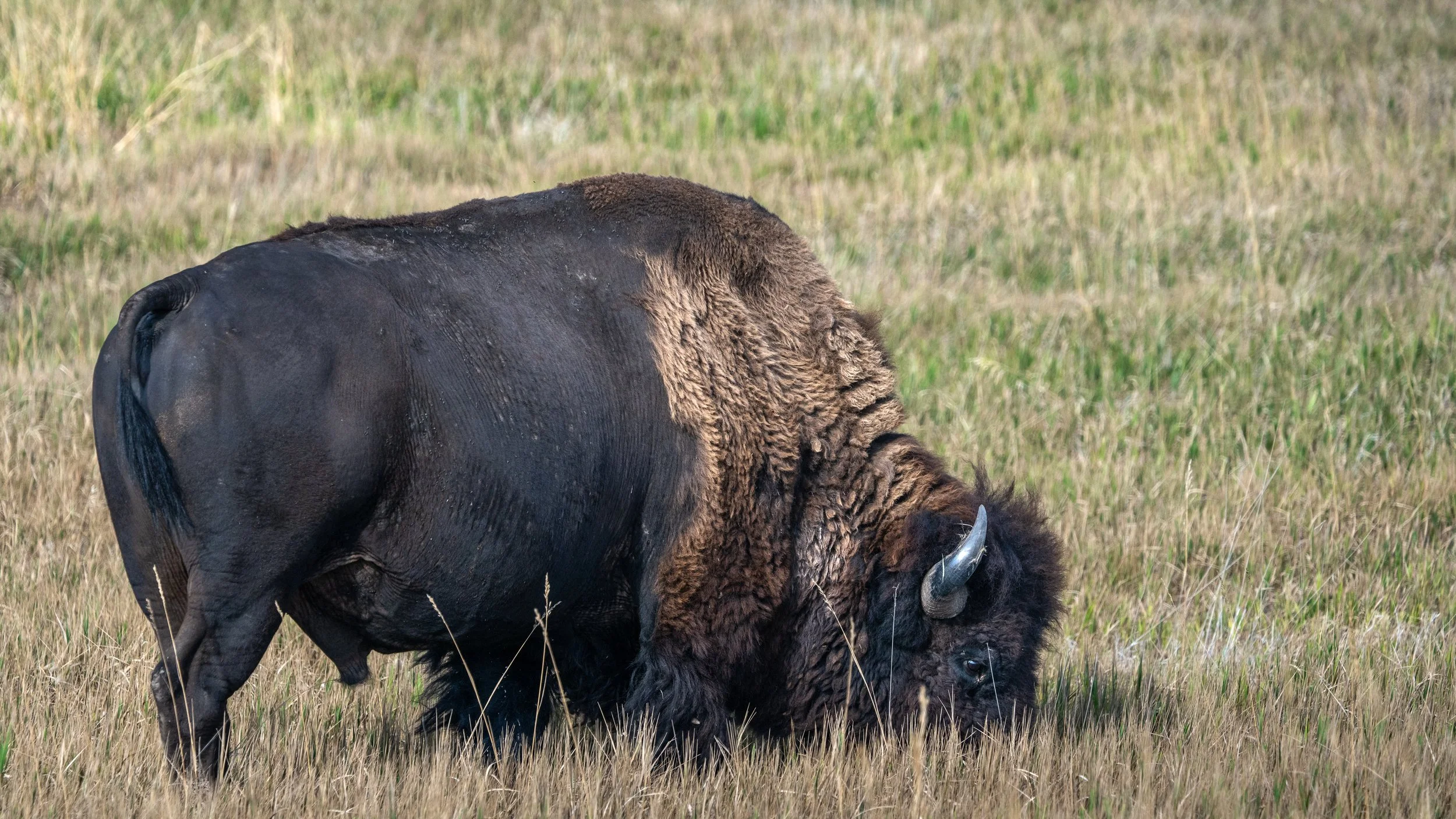 Bison on Rim Road