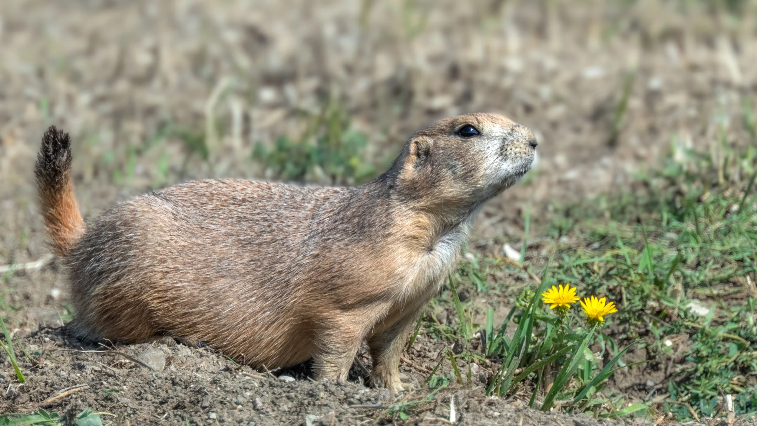 Prairie Dog along Rim Road