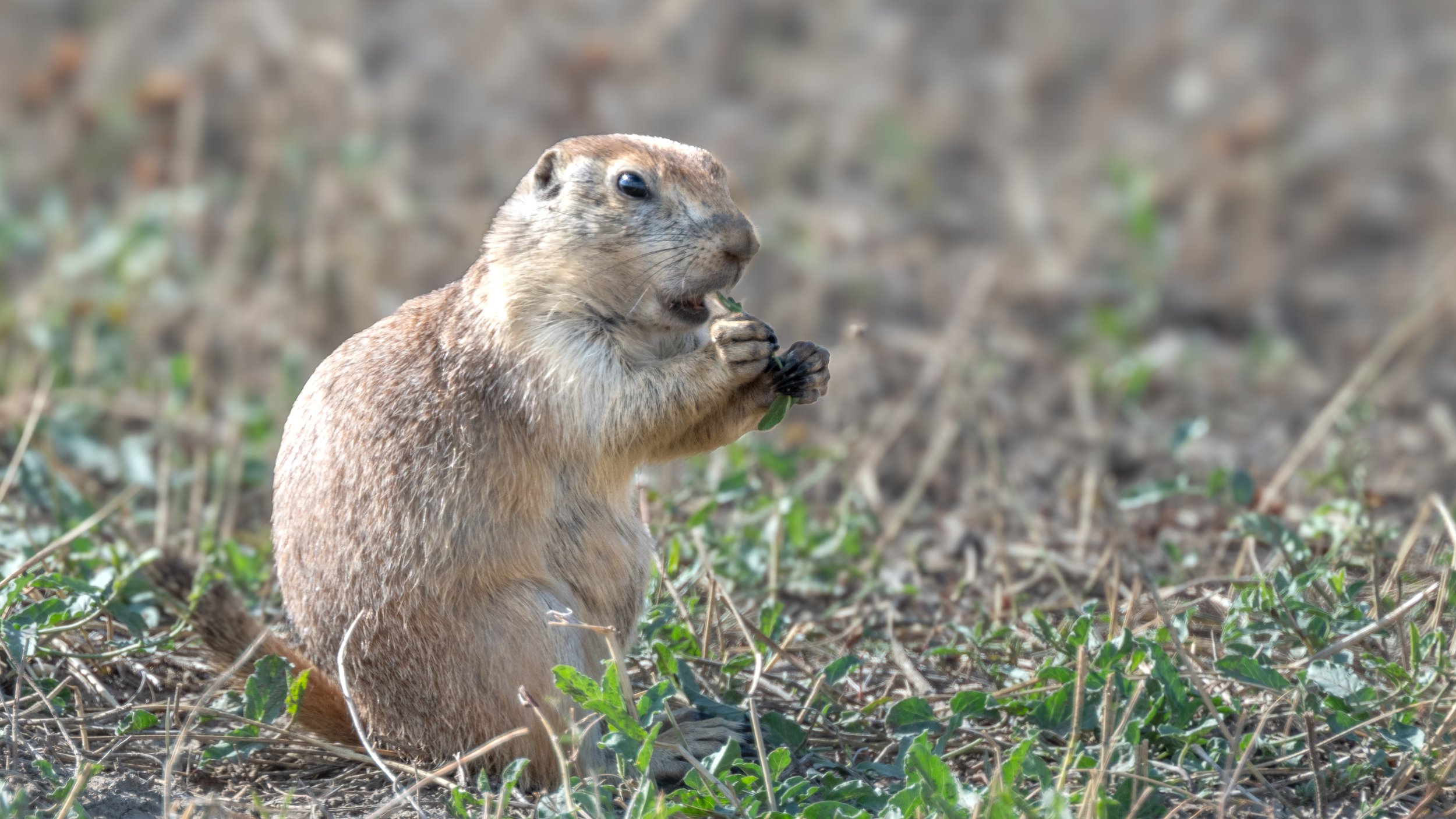 Prairie Dog along Rim Road