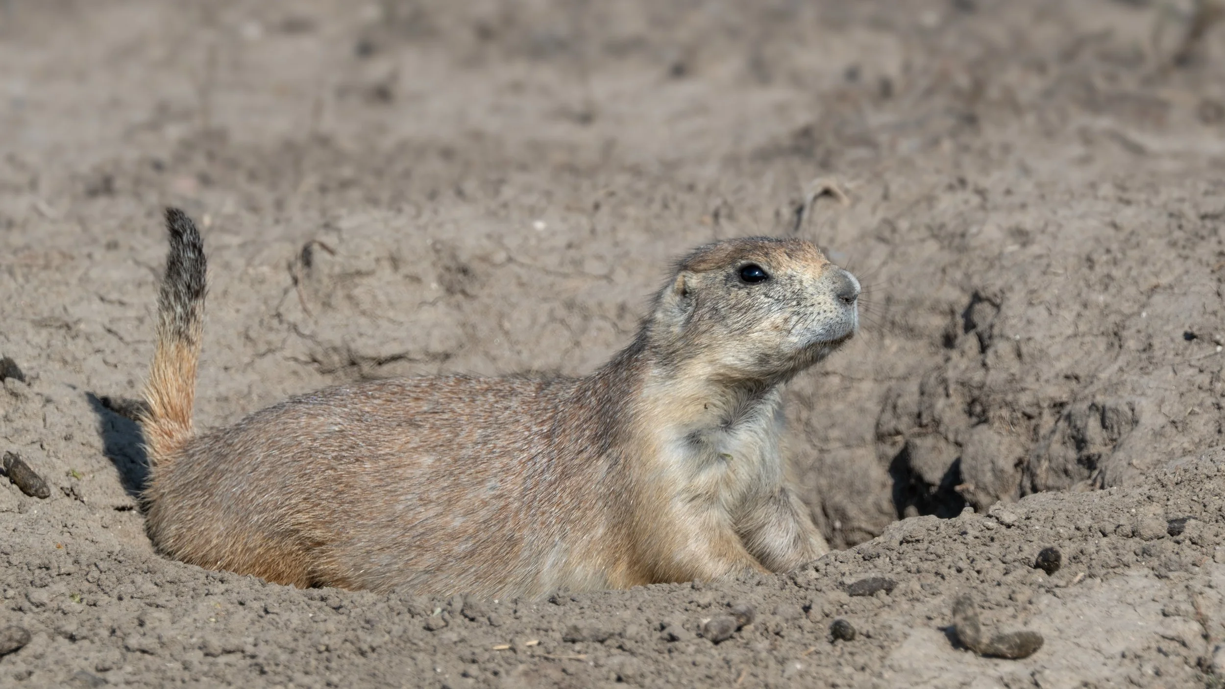 Prairie Dog along Rim Road