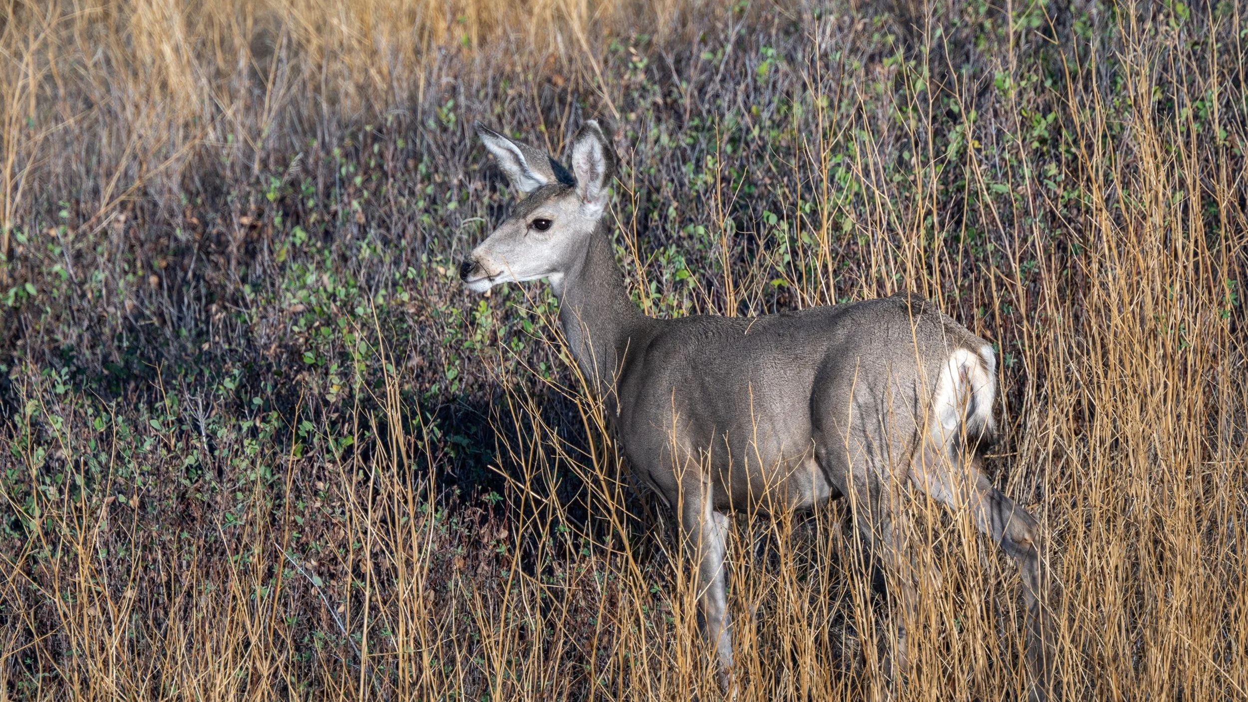 Mule Deer