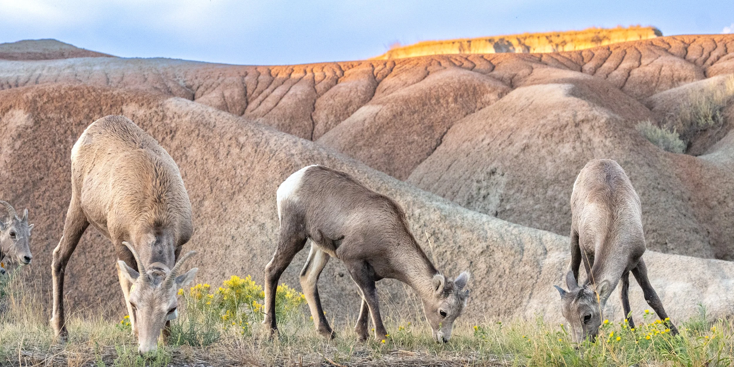  Bighorn Sheep at Saddle Pass Near Sunset