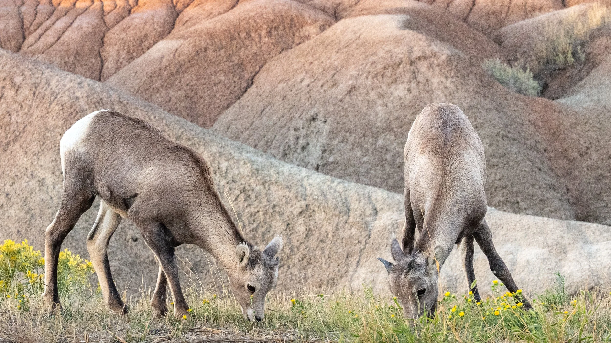  Bighorn Sheep at Saddle Pass Near Sunset