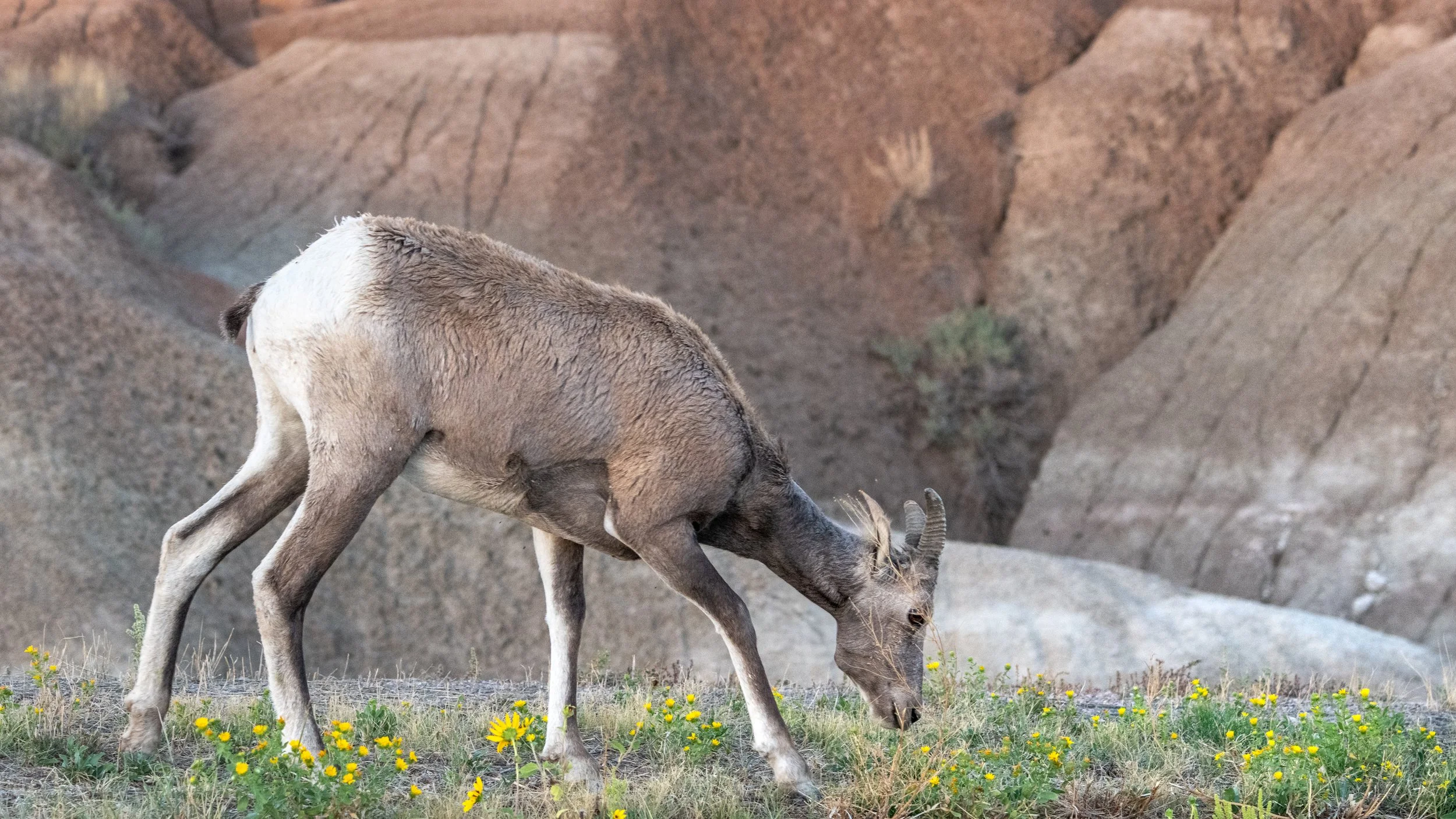  Bighorn Sheep at Saddle Pass Near Sunset