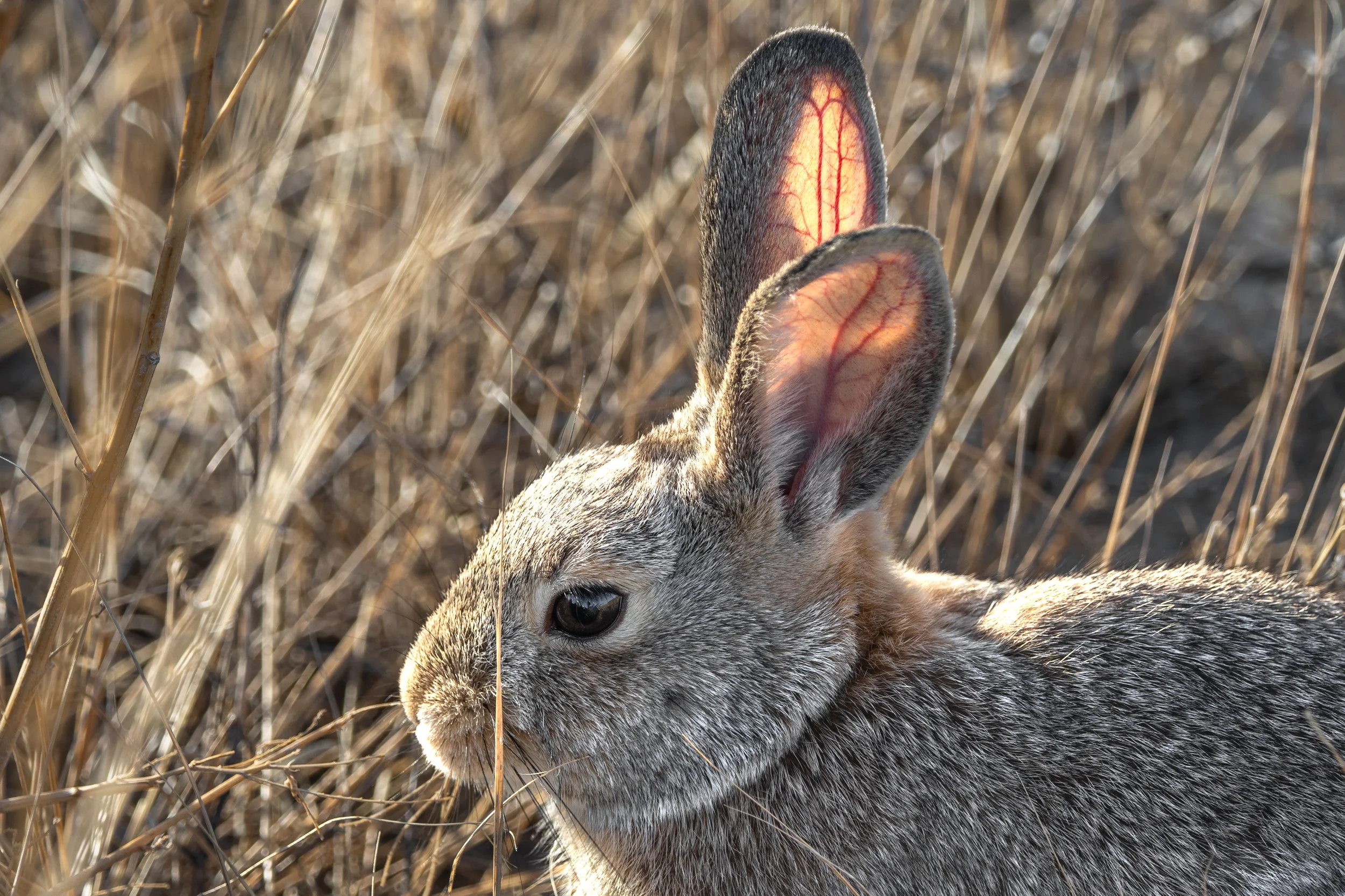 Cottontail Rabbit