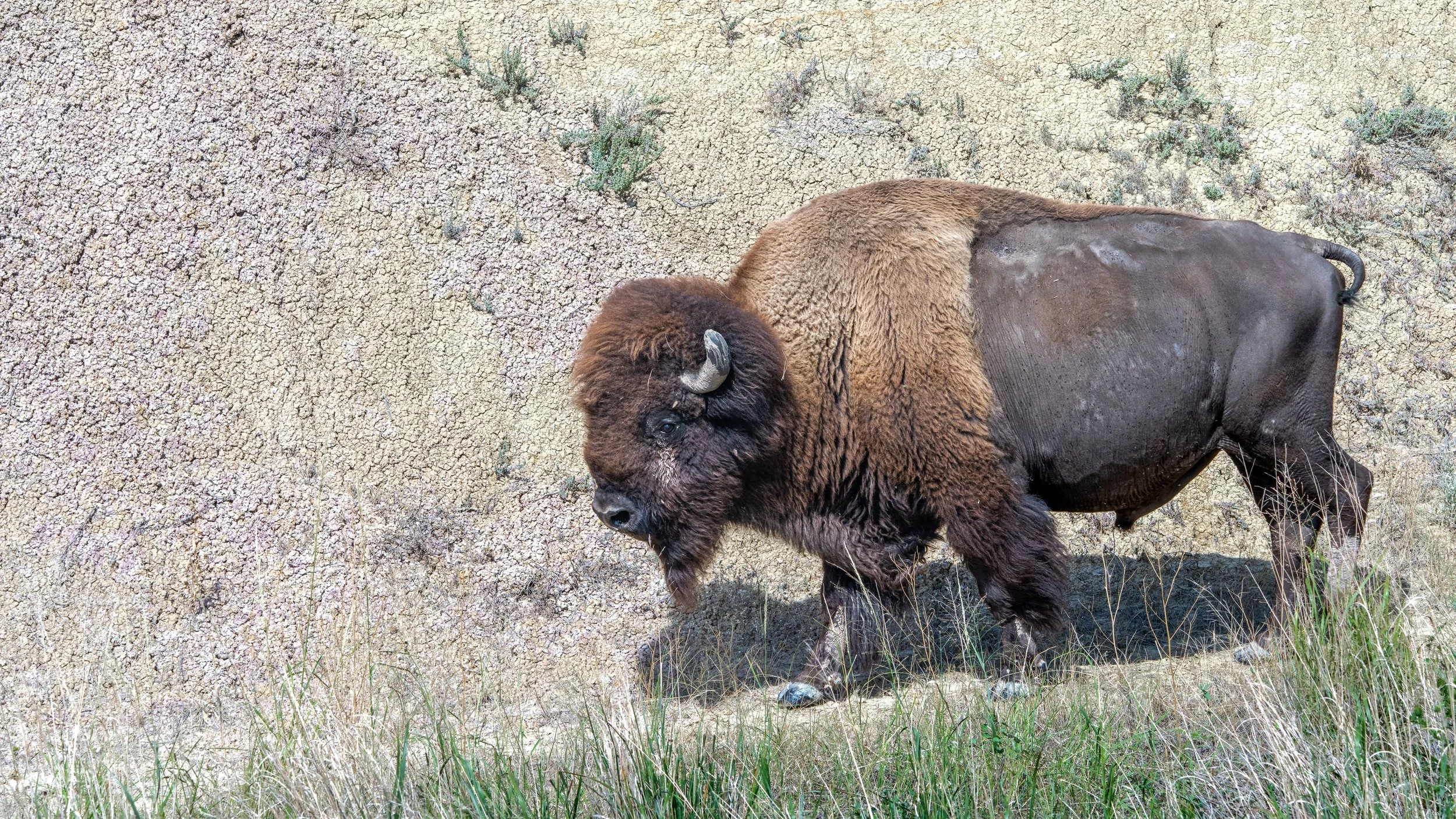 Bison Near Yellow Mounds