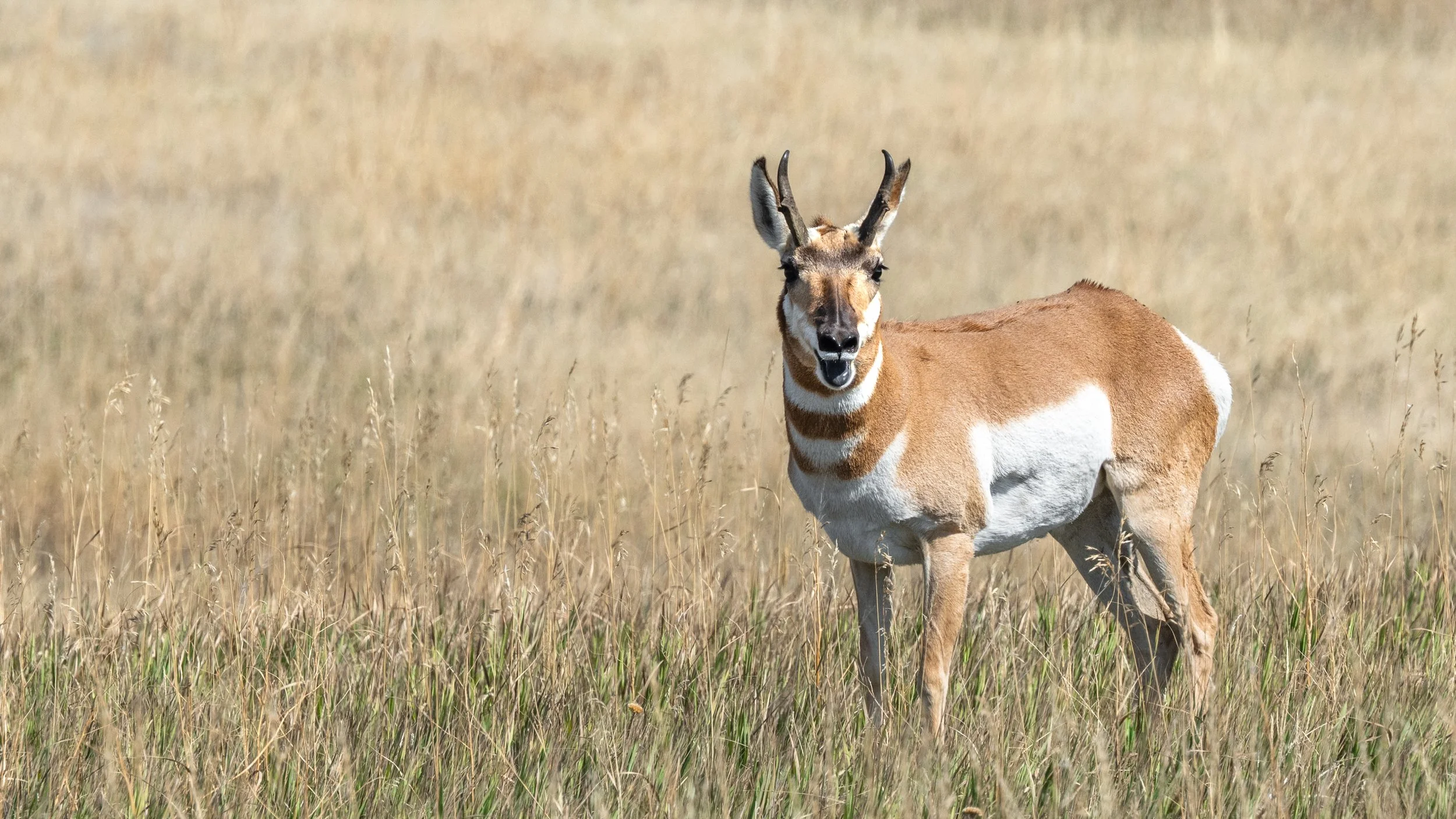 Pronghorn