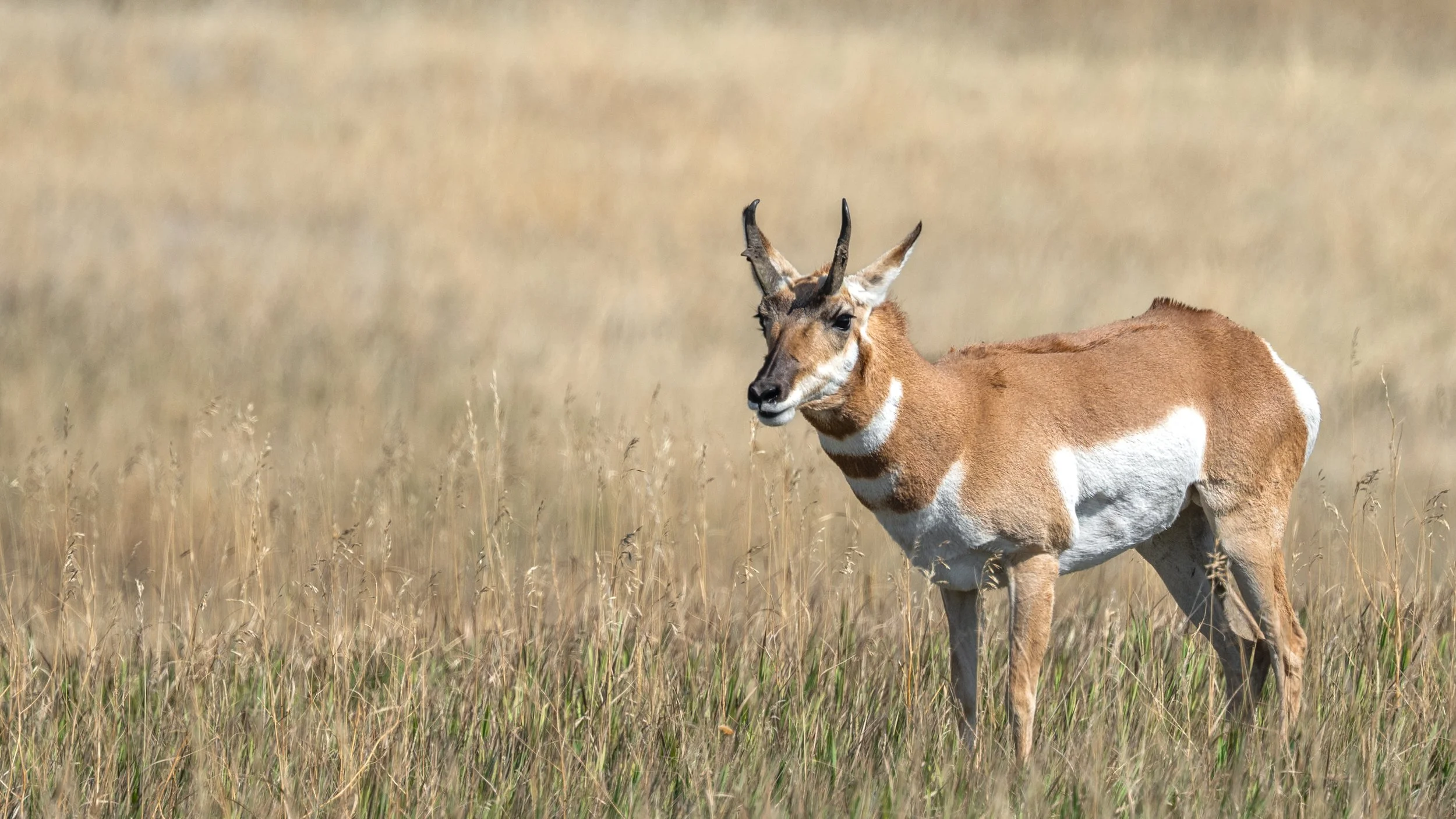 Pronghorn