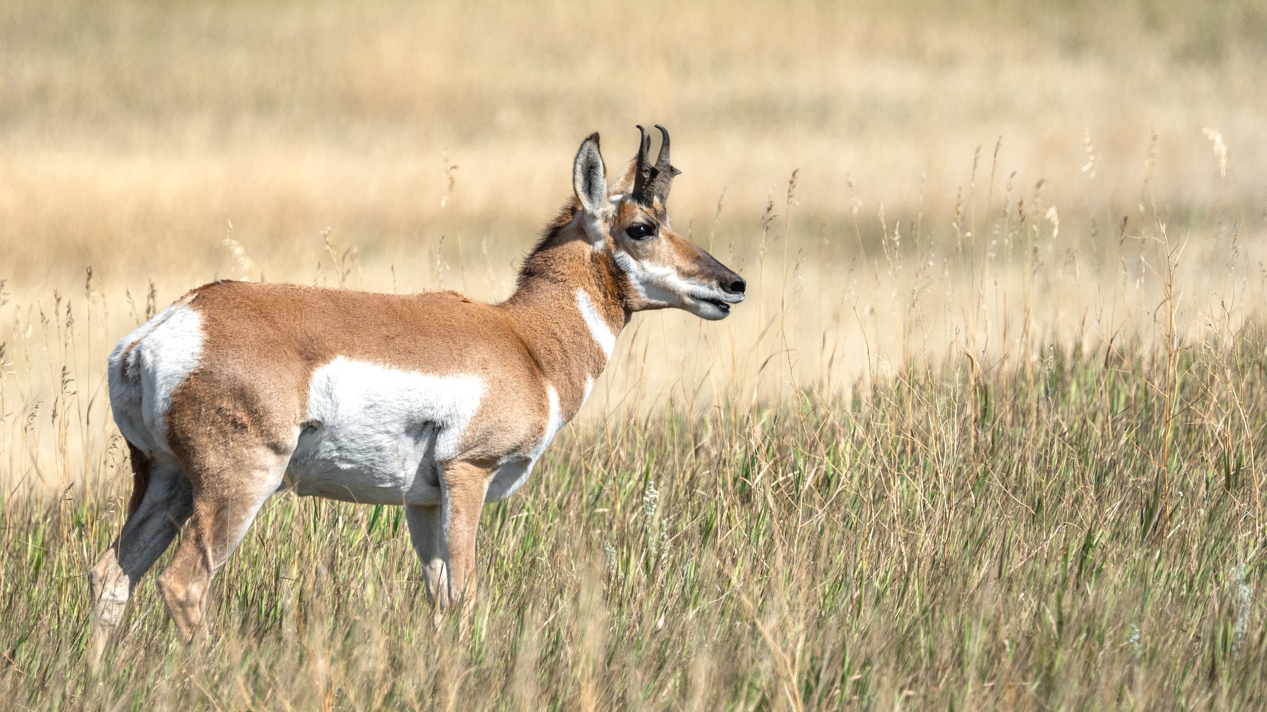 Pronghorn