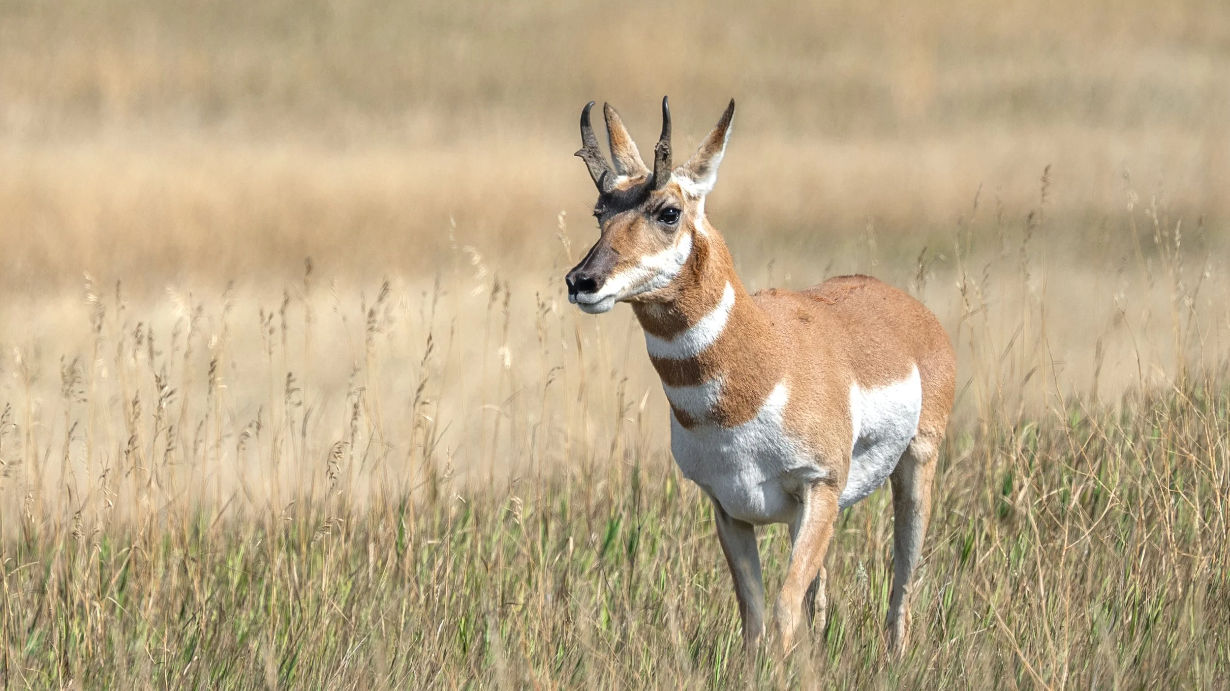 Pronghorn