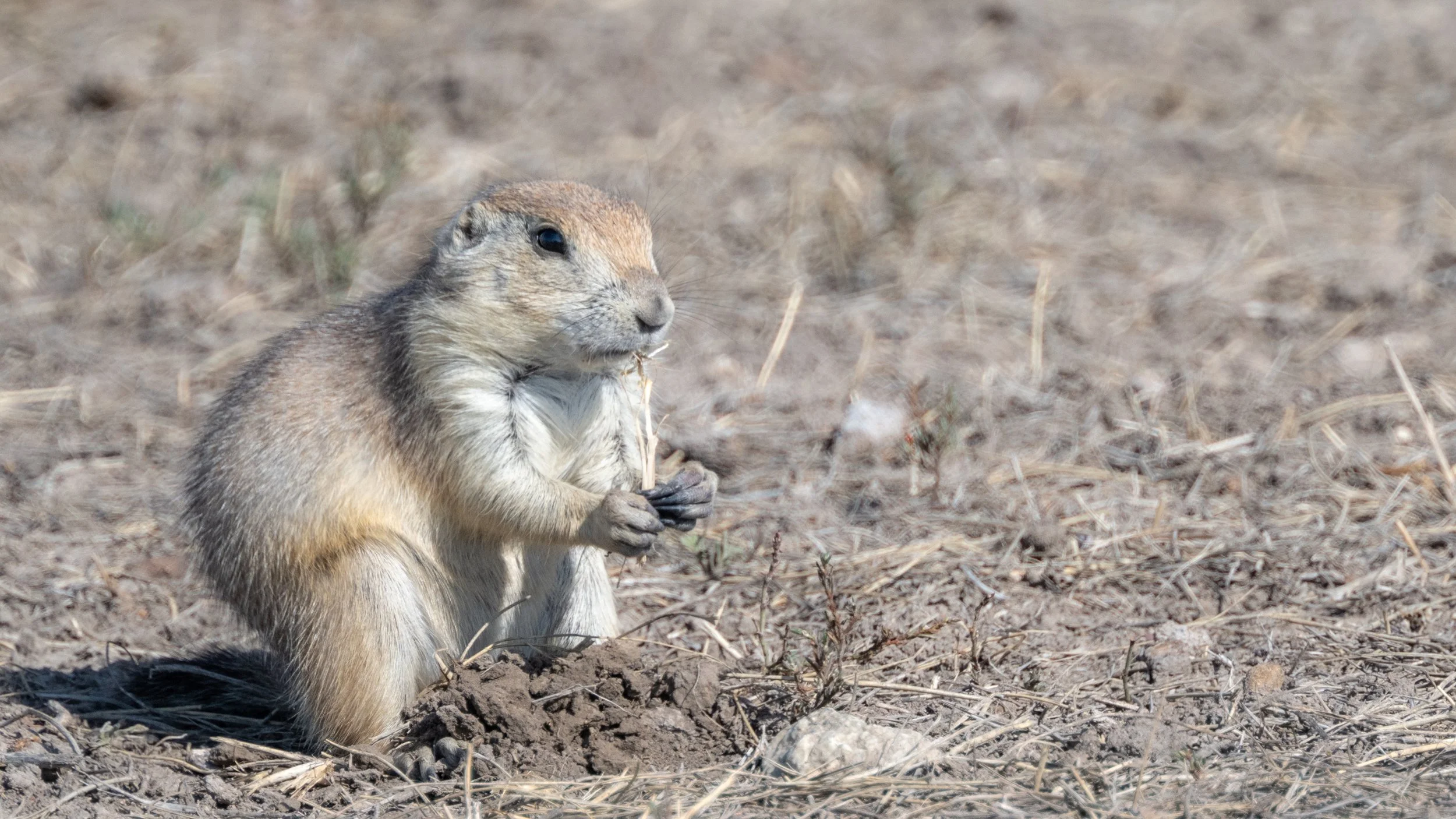 Prairie Dog in Roberts Prairie Dog Town