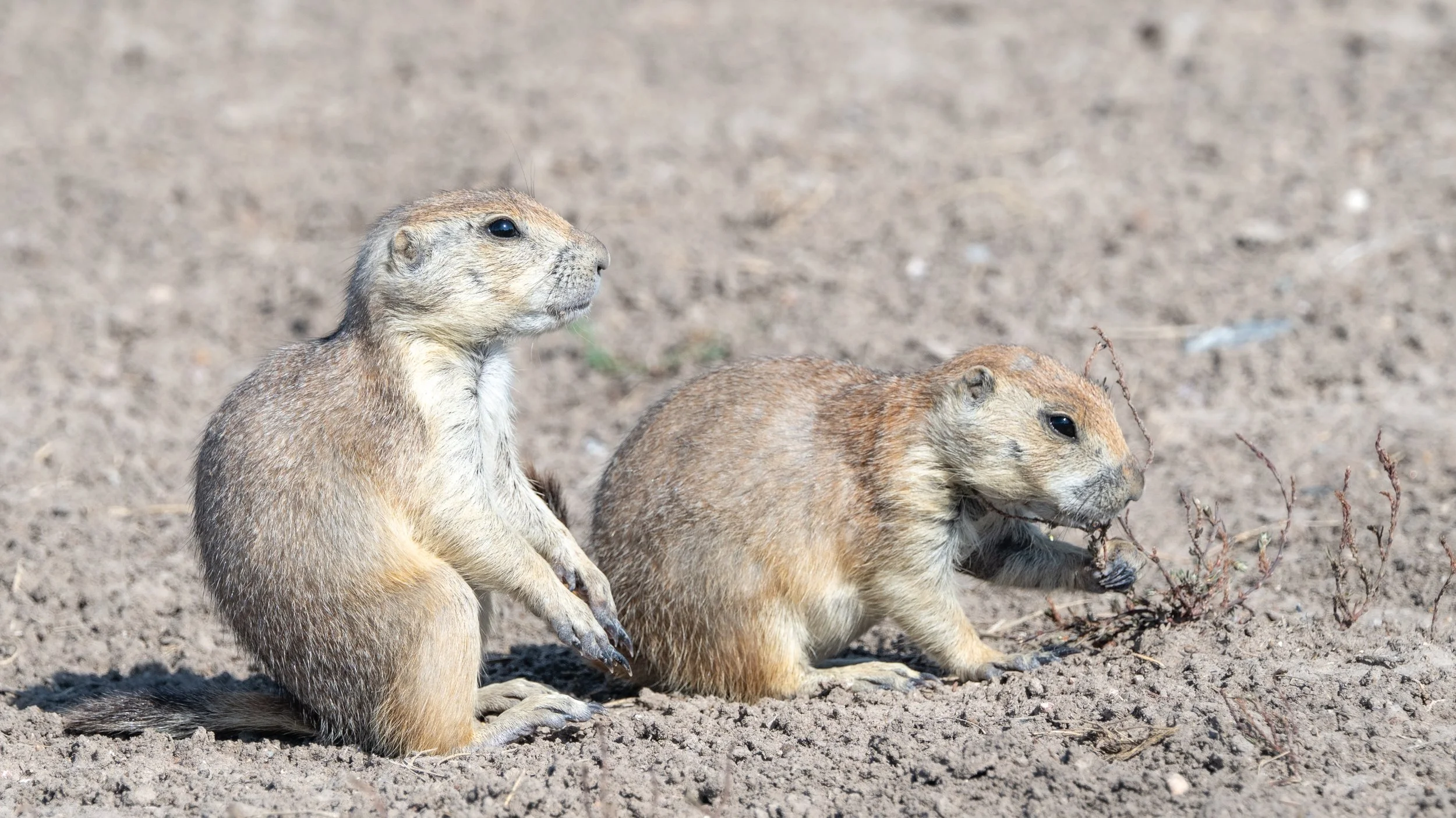 Prairie Dogs in Roberts Prairie Dog Town