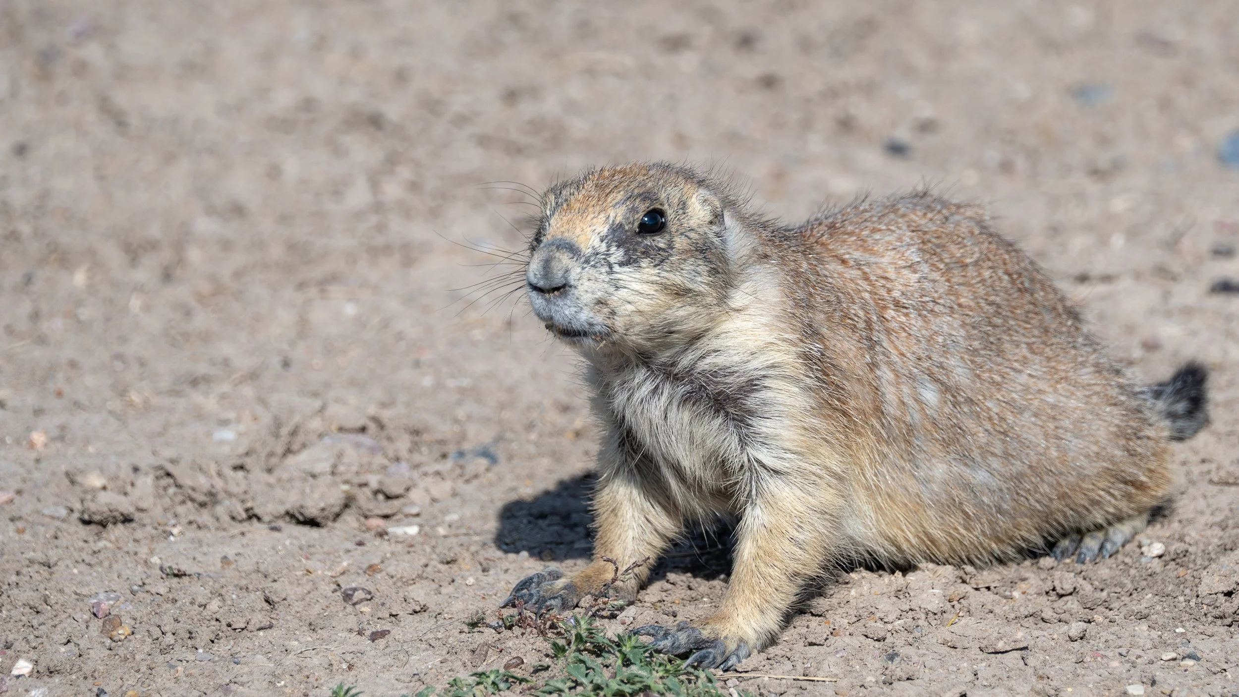Prairie Dog in Roberts Prairie Dog Town