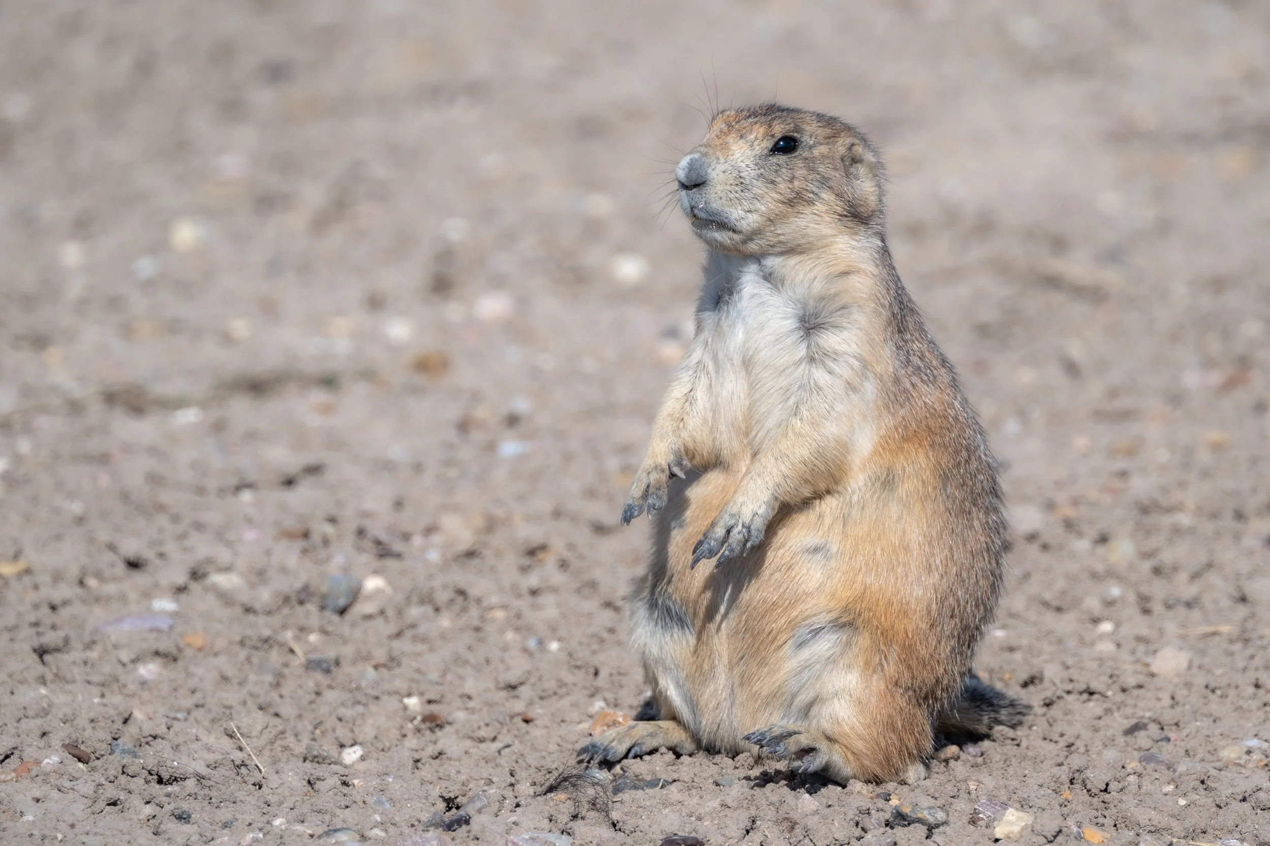 Prairie Dog in Roberts Prairie Dog Town