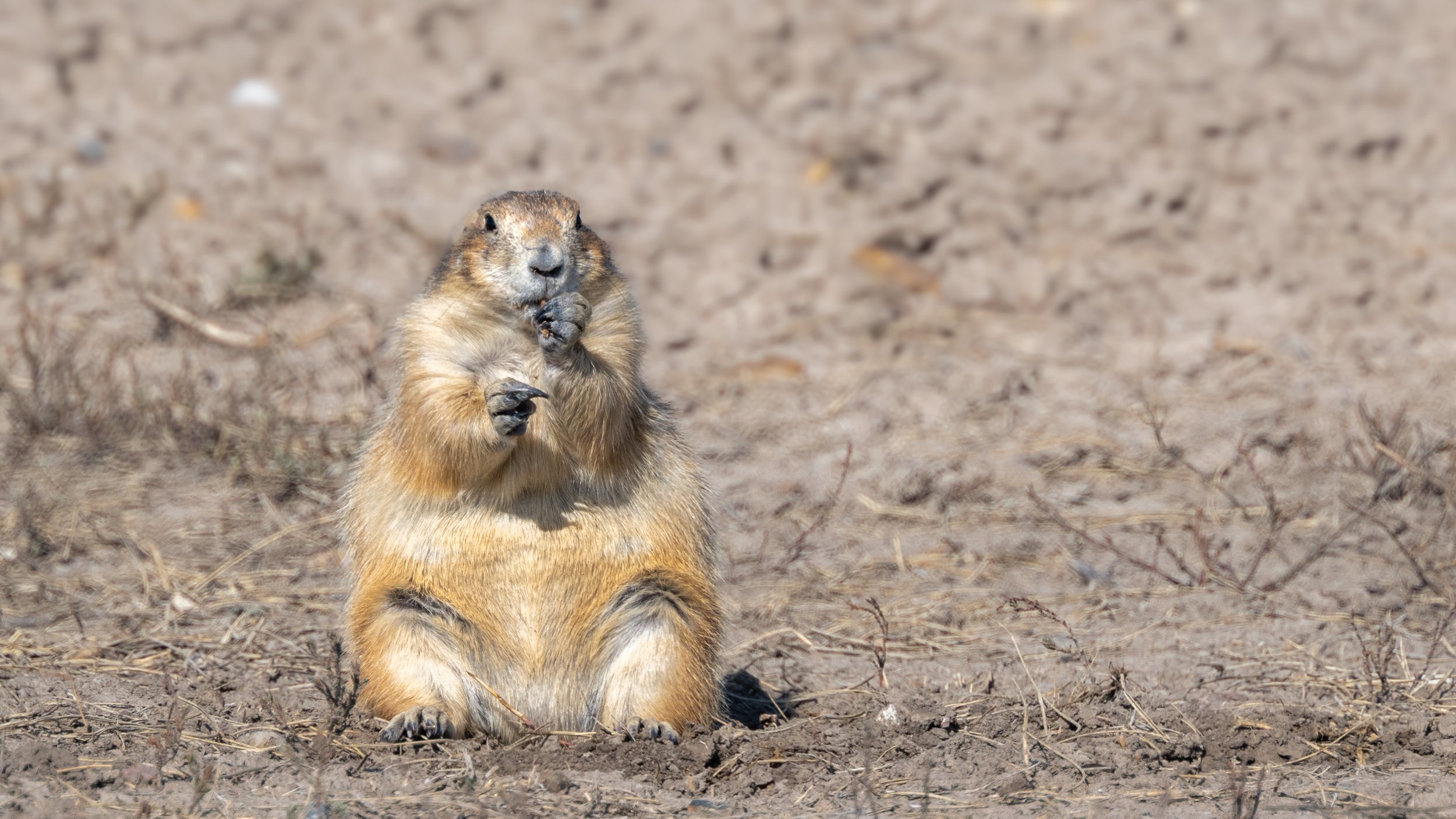 Prairie Dog in Roberts Prairie Dog Town