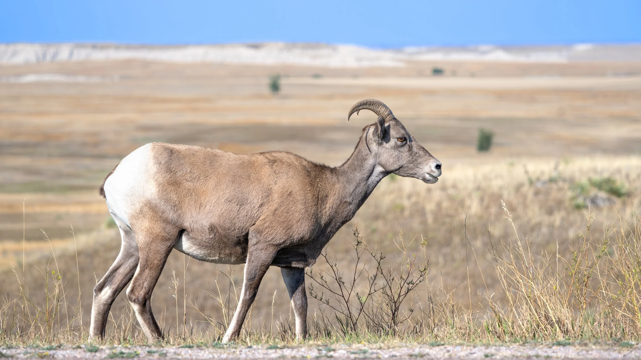 Bighorn Sheep