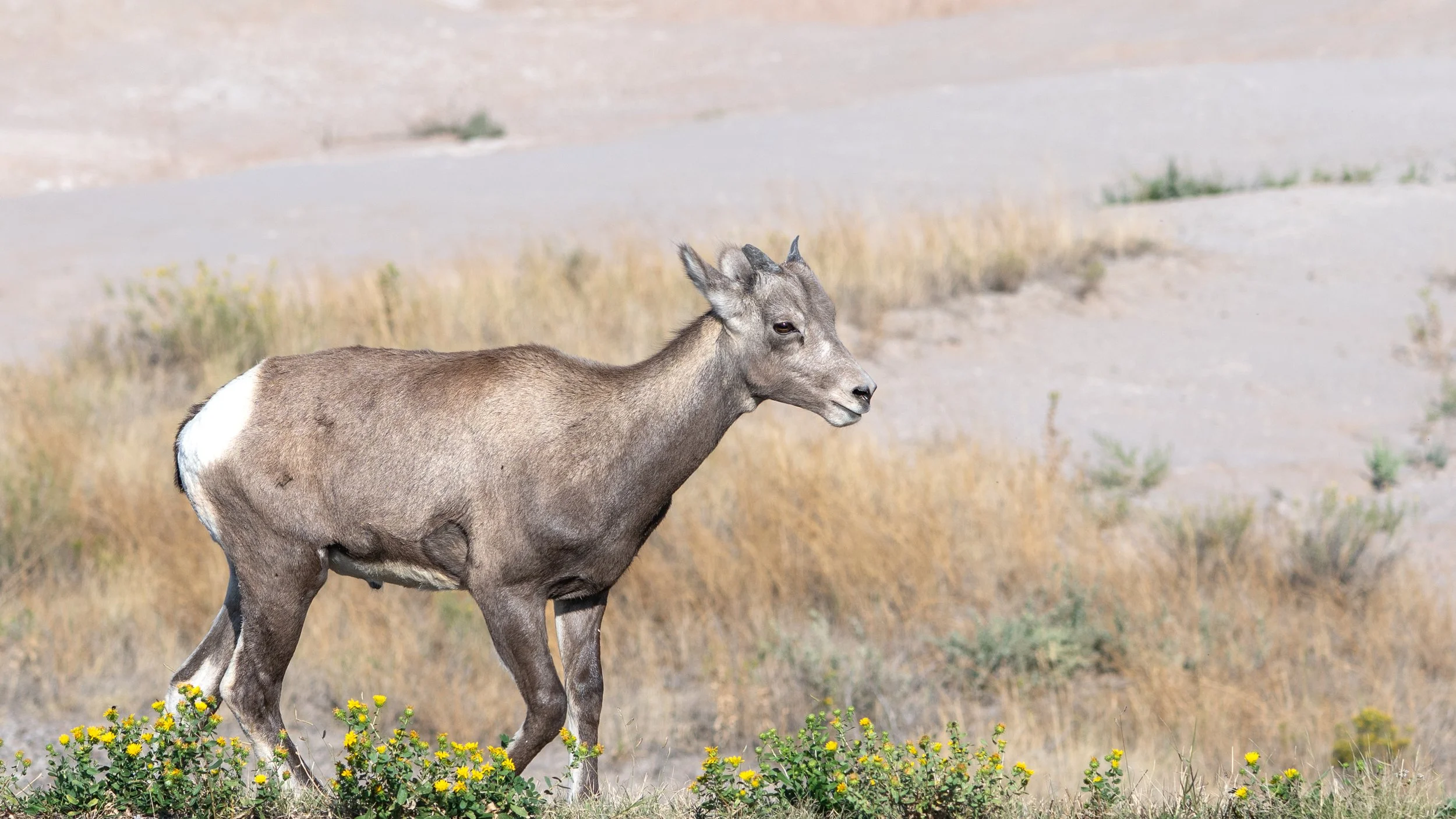Bighorn Sheep