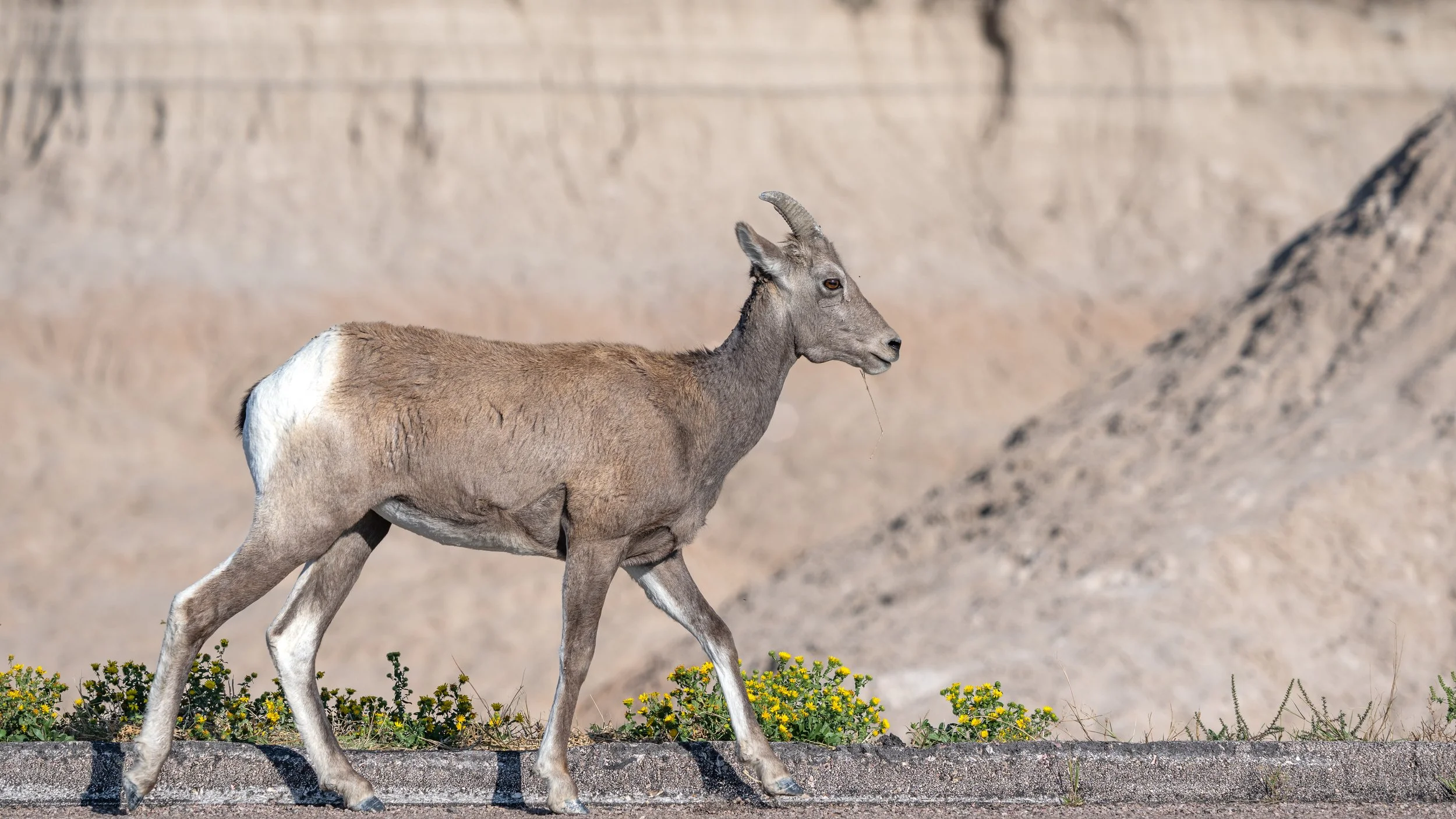 Bighorn Sheep
