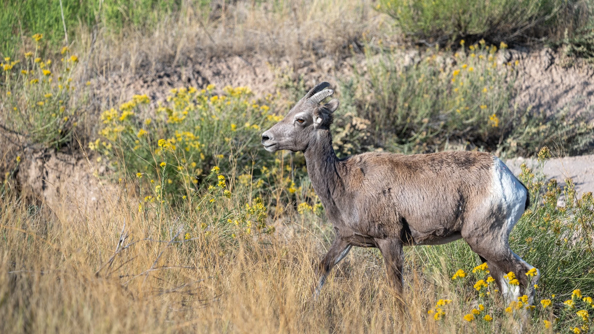 Bighorn Sheep