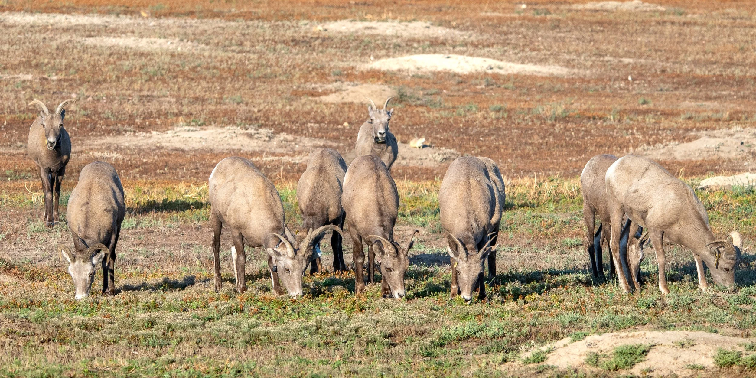Bighorn Sheep