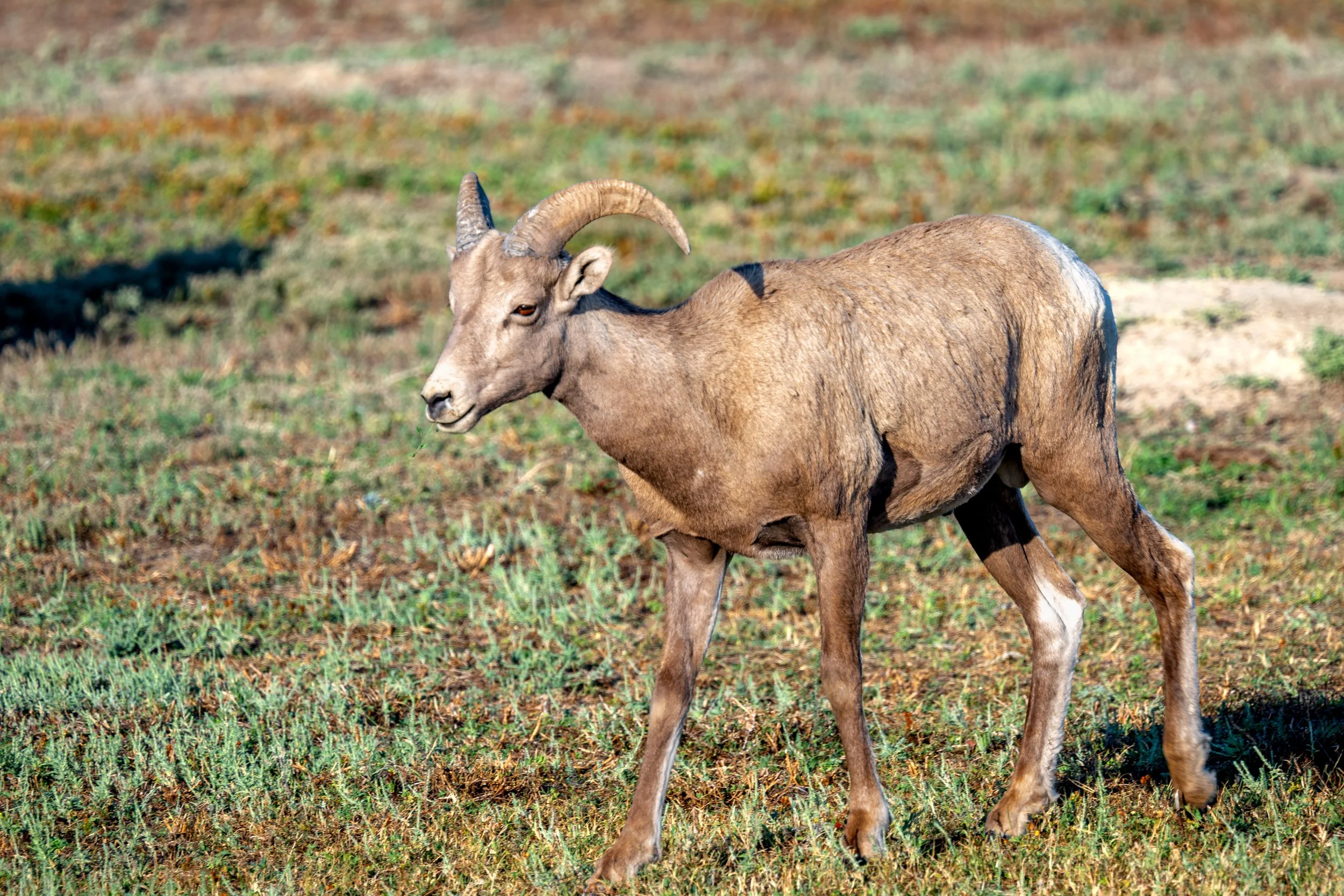 Bighorn Sheep