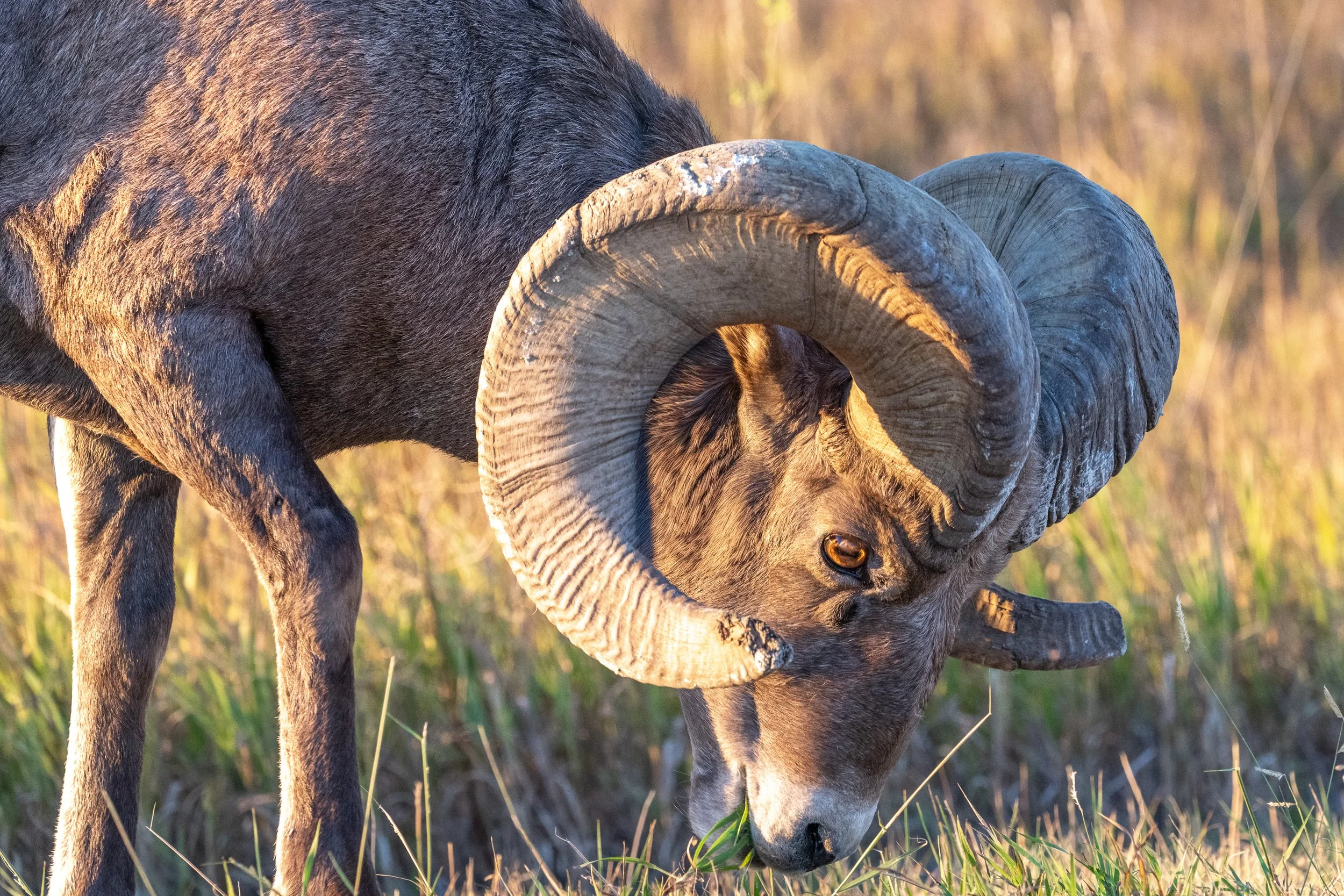 Bighorn Sheep