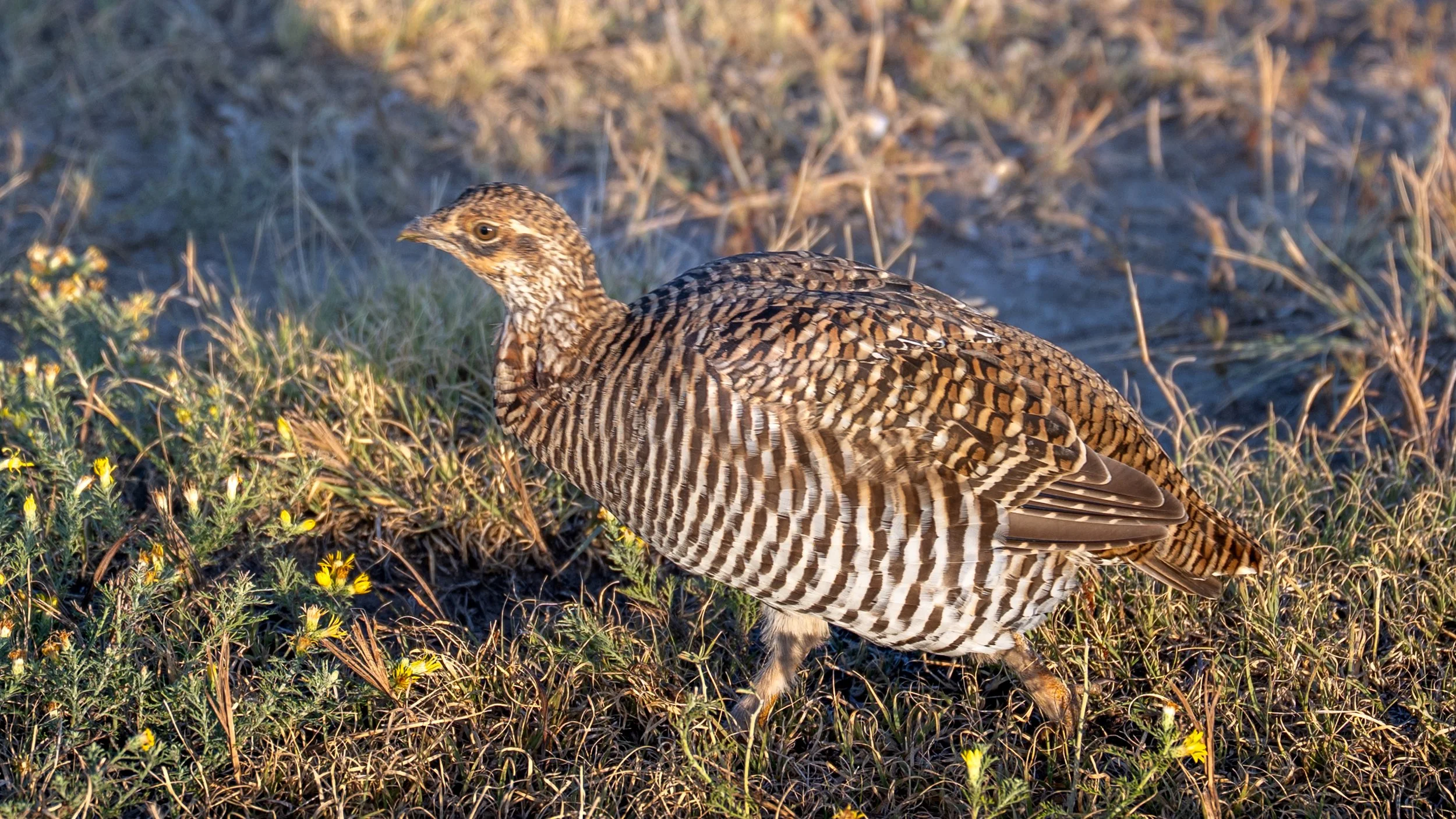 Sharp-tailed Grouse