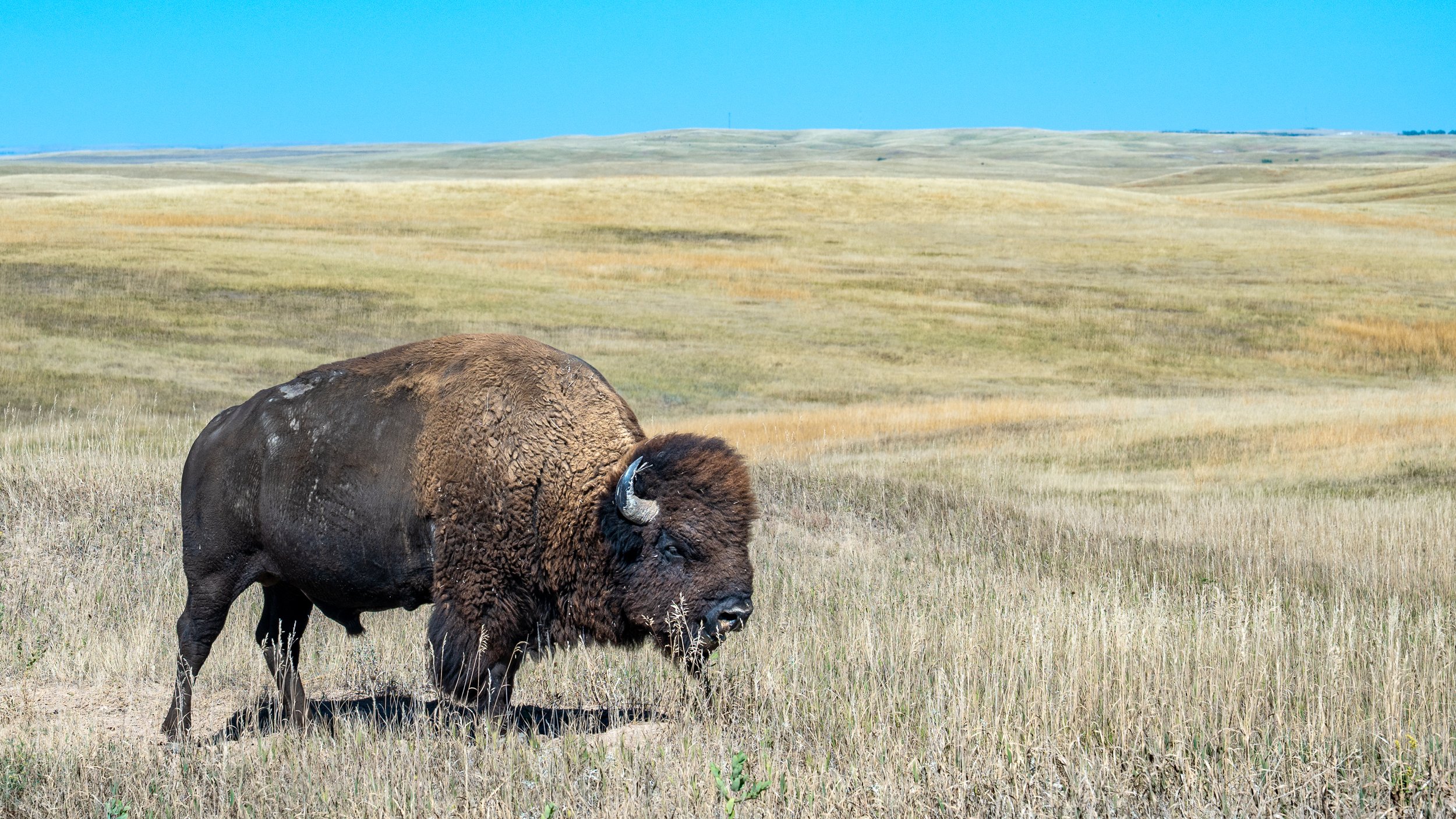 Bison Along Rim Road