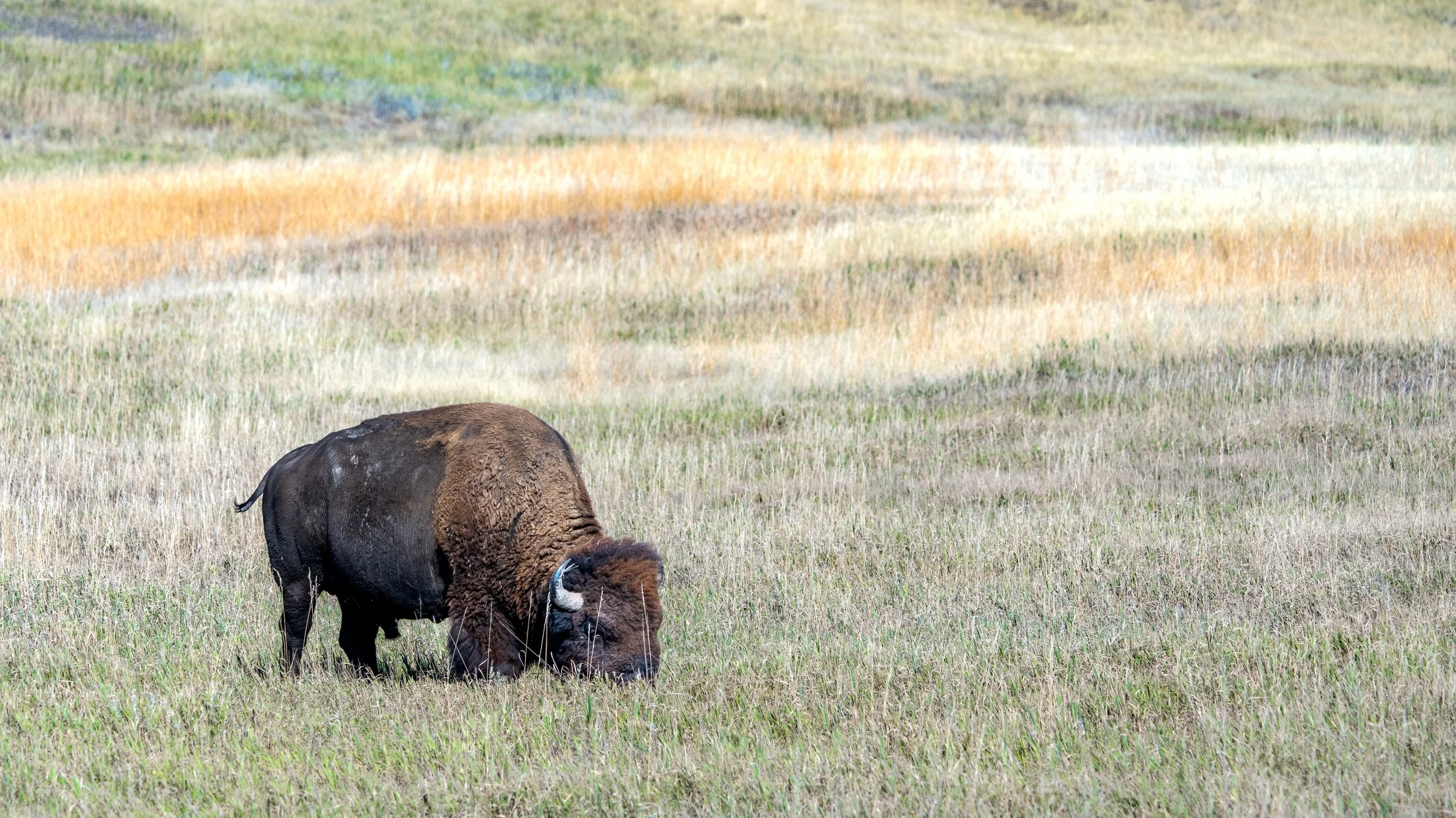 Bison Along Rim Road